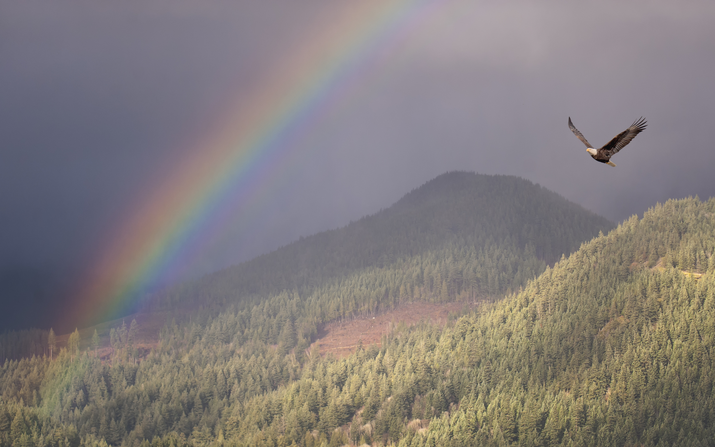 eagle in rainbow.jpg