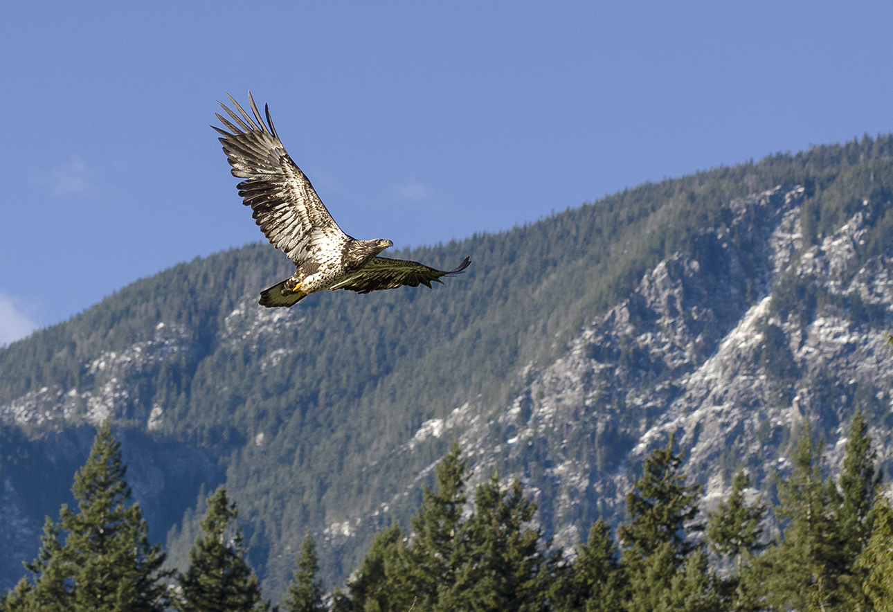 bc bald eagle workshop.jpg