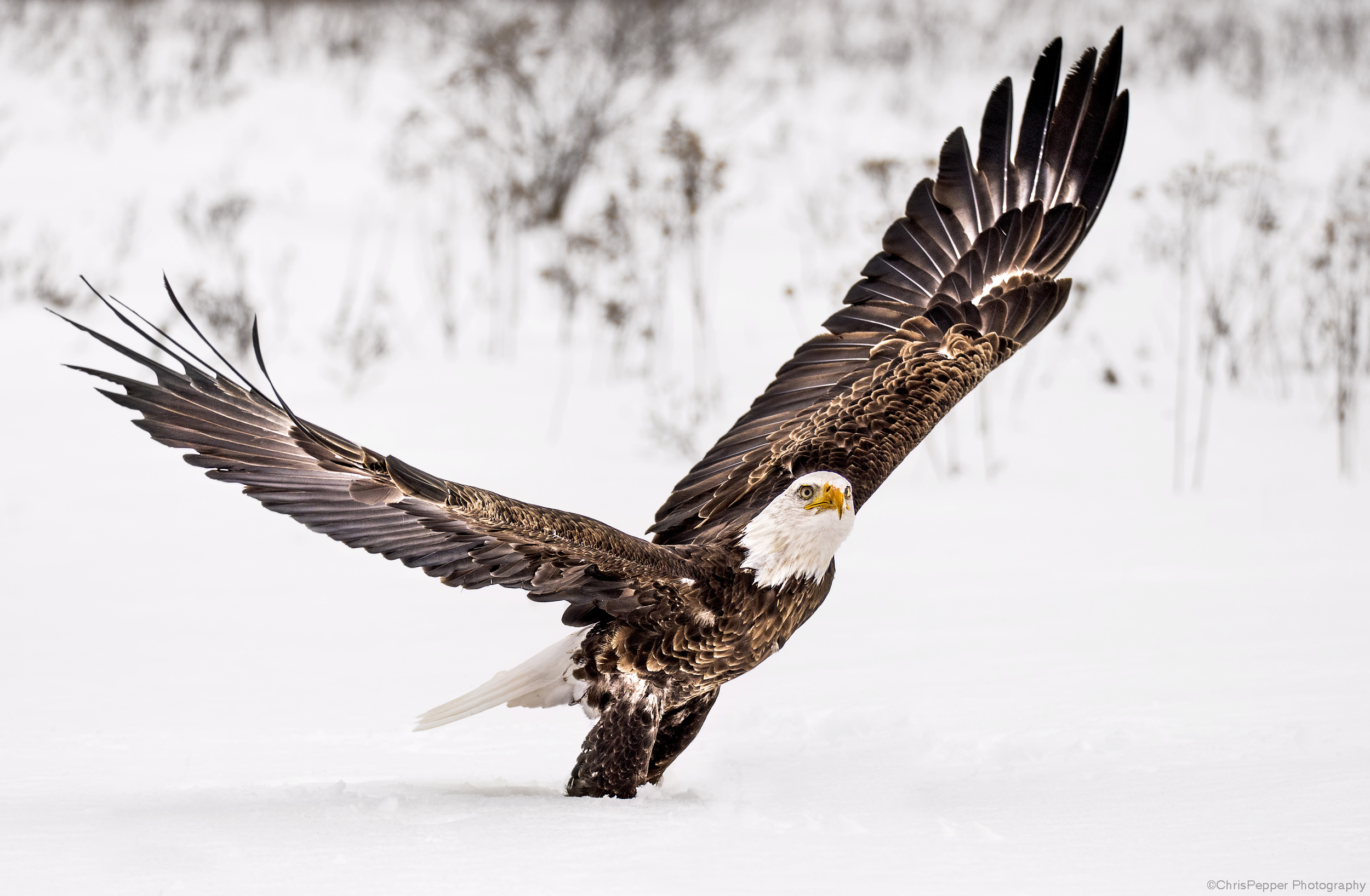 Baldy in the snow.jpg