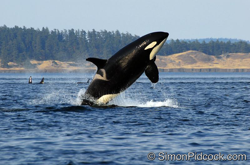 Stuart Island Breach.jpg