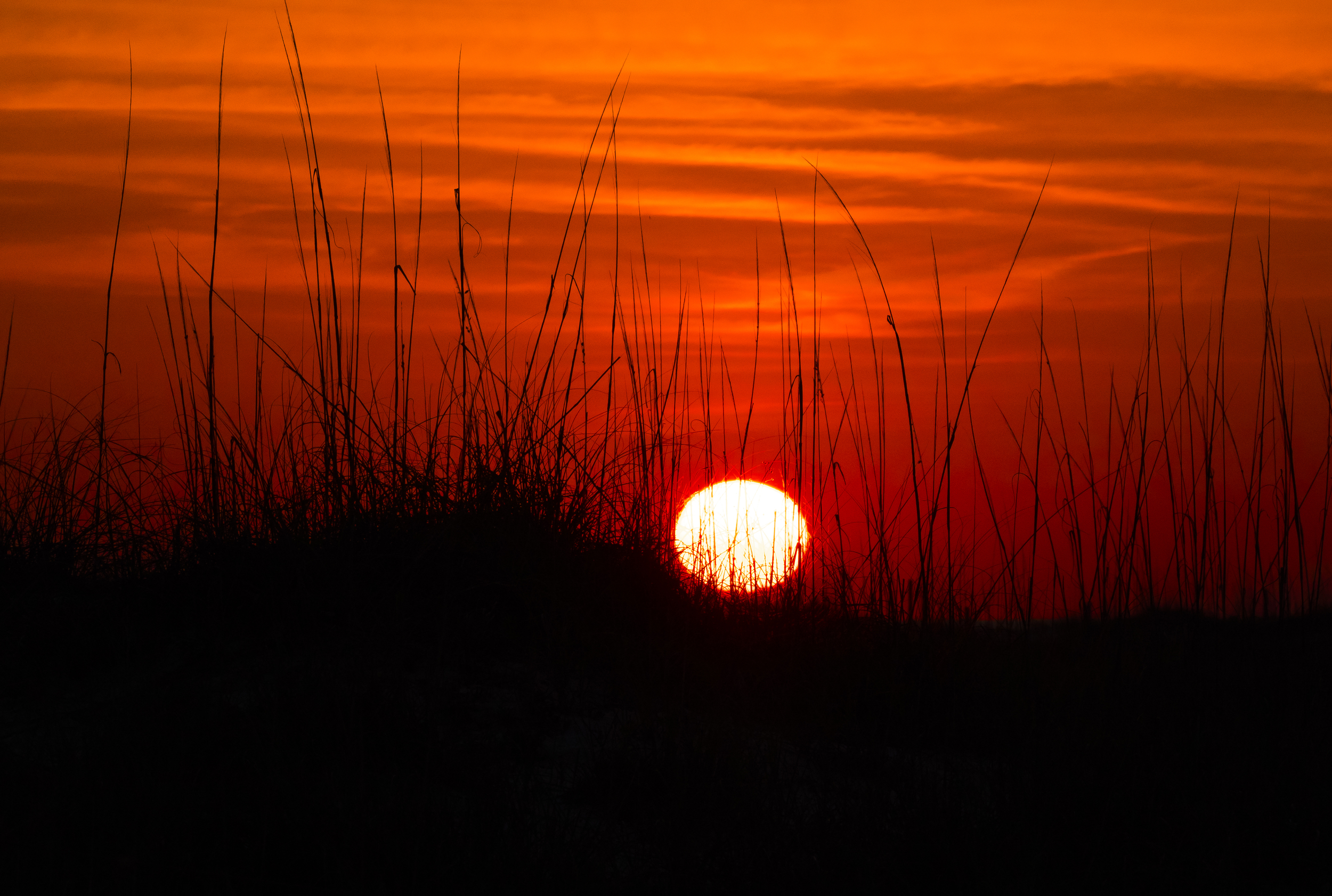 LUMIX GX8, LEICA DG 100-400/F4.0-6.3. Settings were 1/1000 sec; f/11; ISO 800
