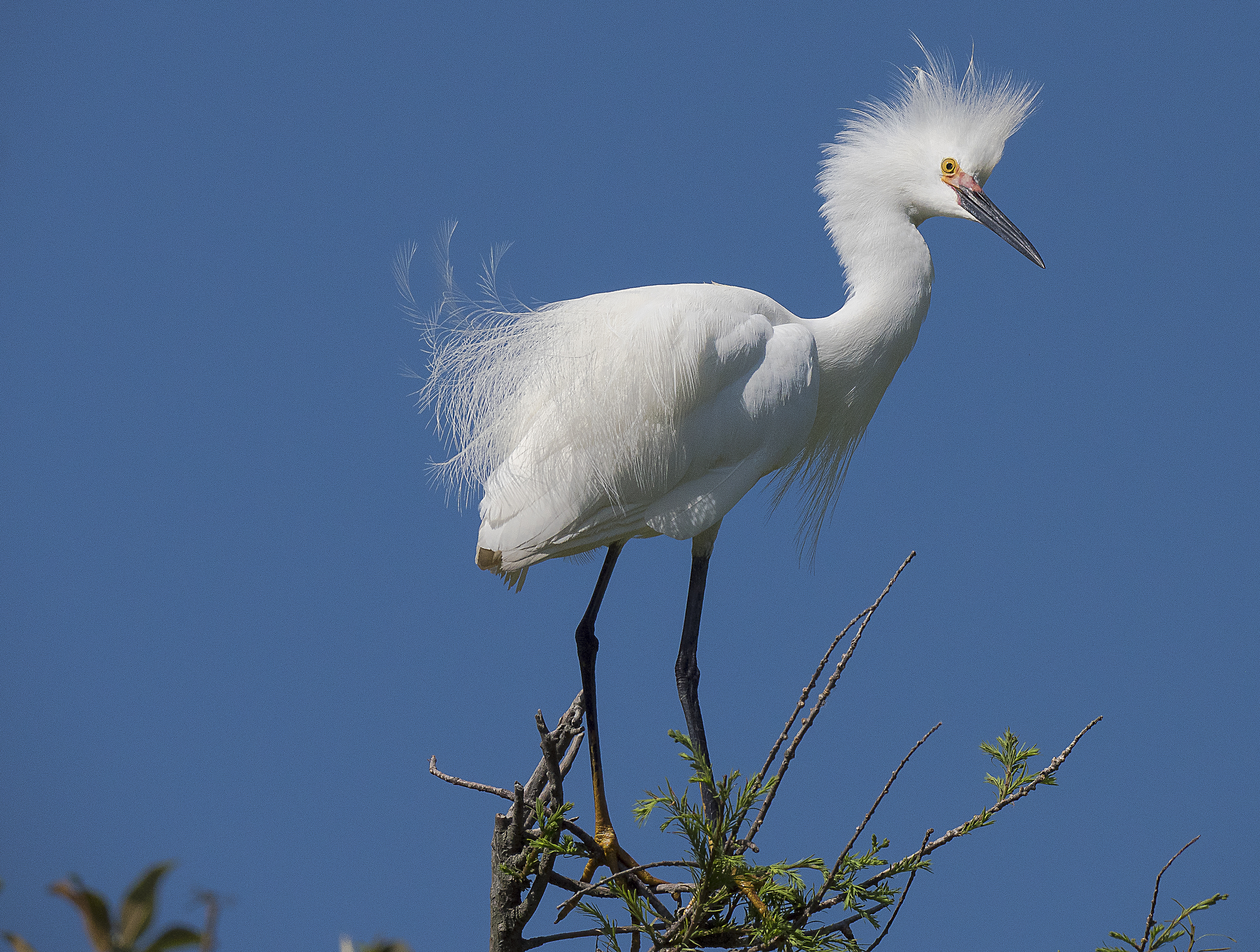 LUMIX GX8 and LEICA DG 100-400/F4.0-6.3. Settings were 1/3200 sec; f/7.1; ISO 400