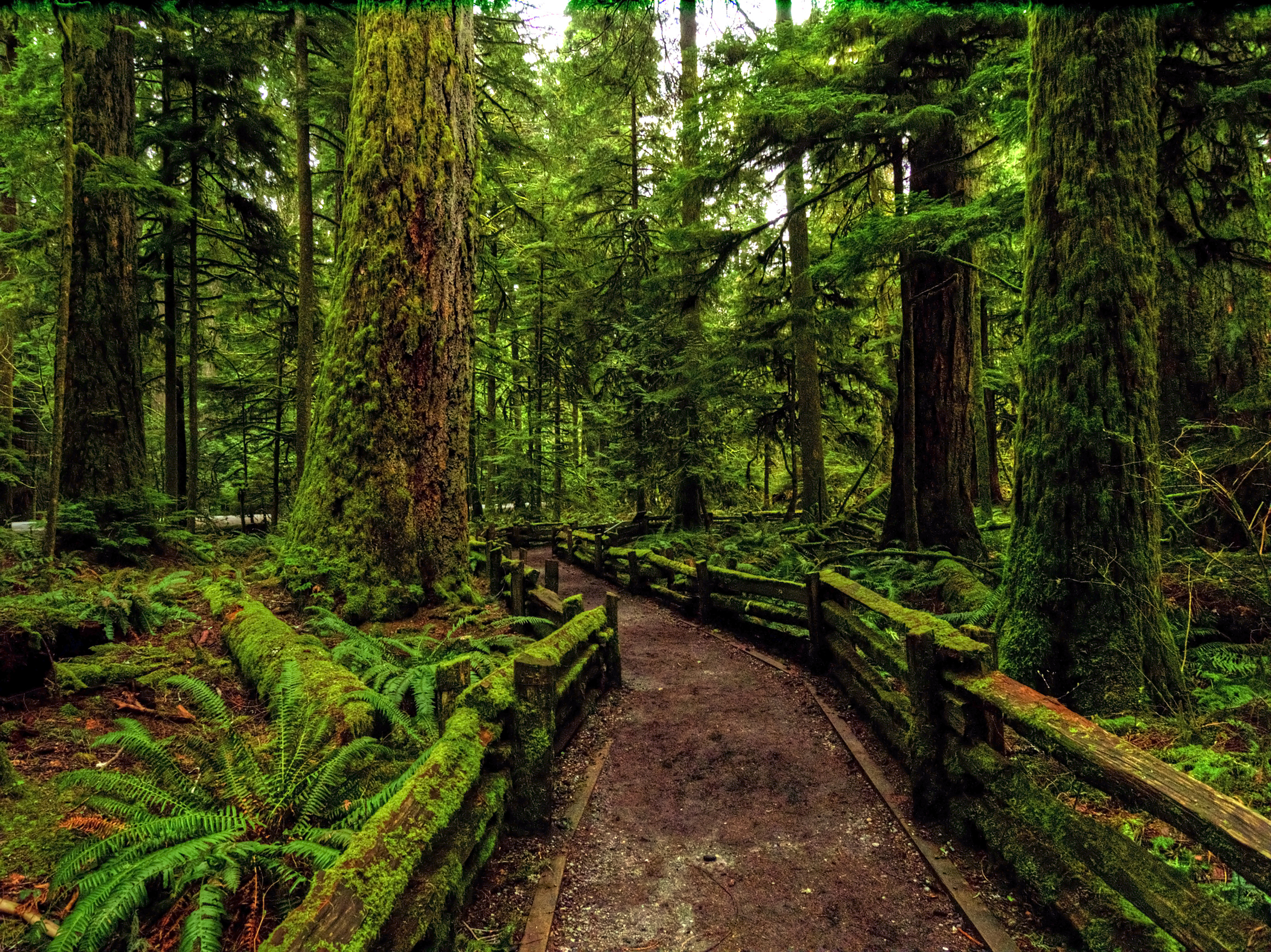 cathedral grove.jpg