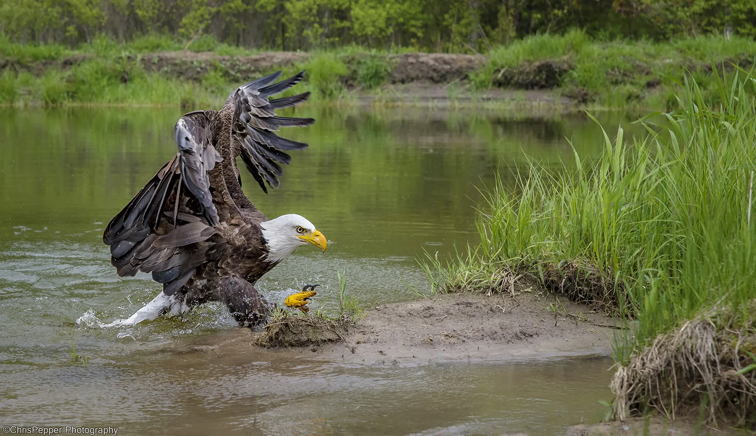 Want to see the largest migration of Bald Eagles in North America
