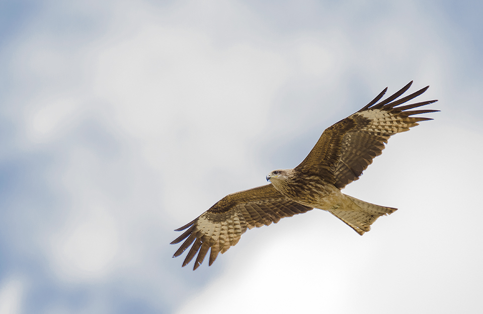 Eastern Marsh Harrier.jpg