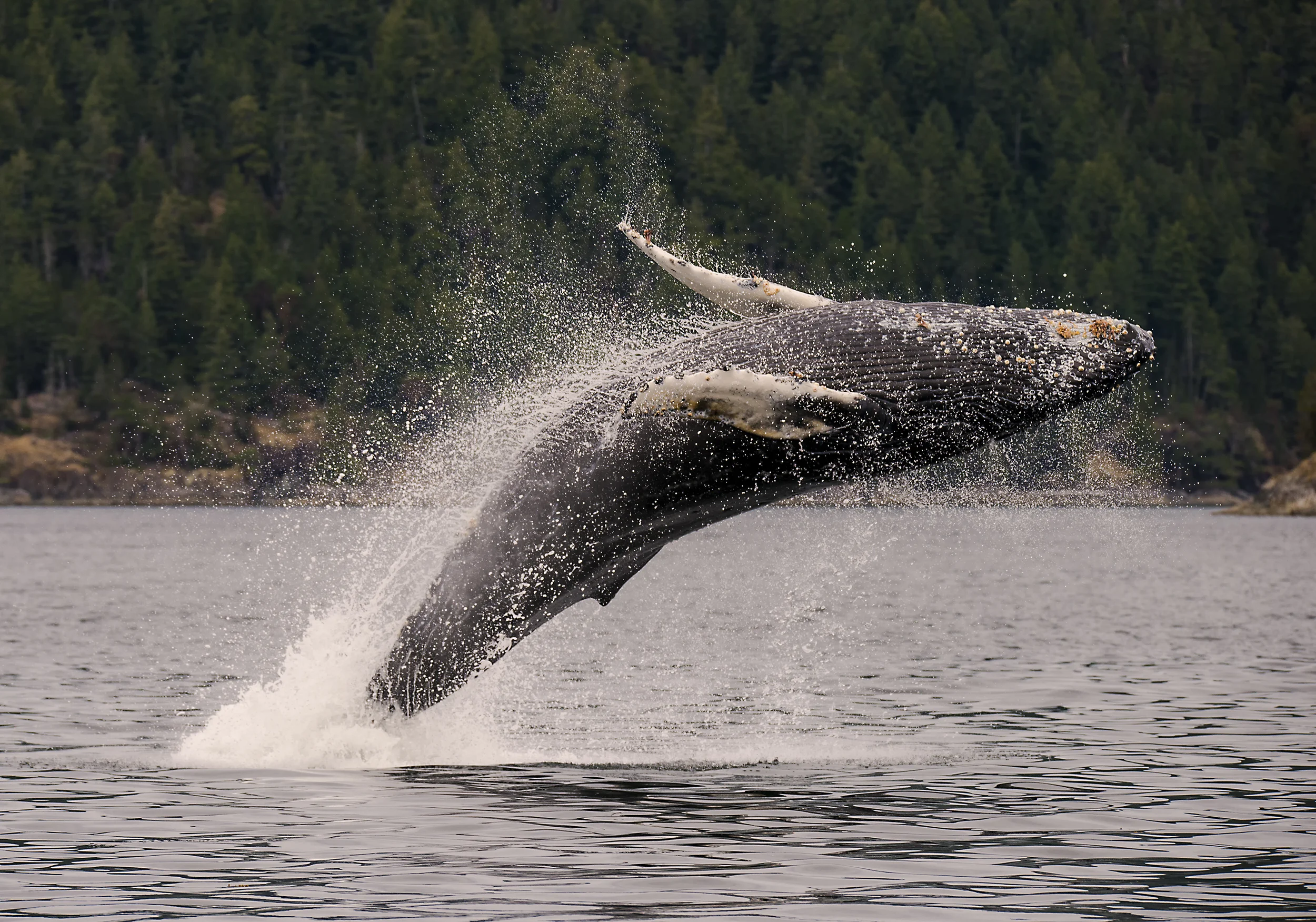 Interesting facts about humpback whales image