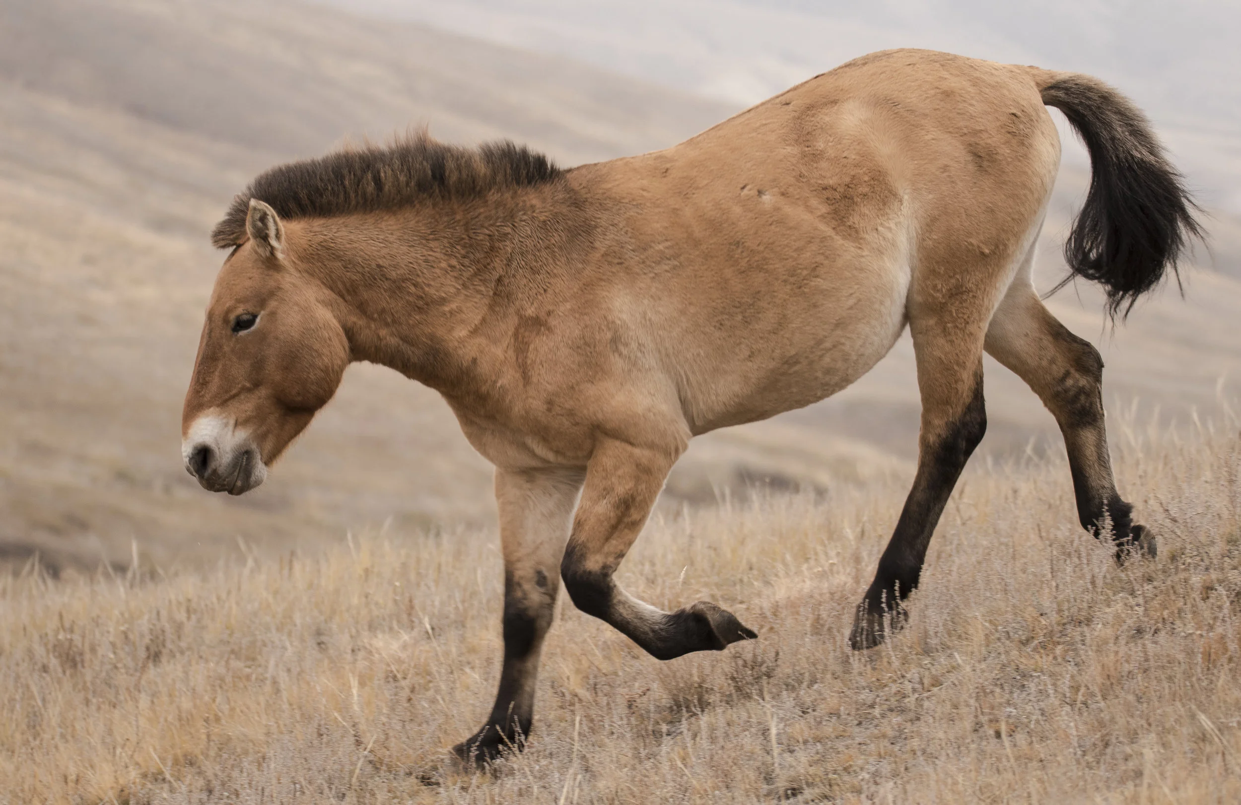 Today I wanted to introduce you to the Przewalski Horse in Mongolia