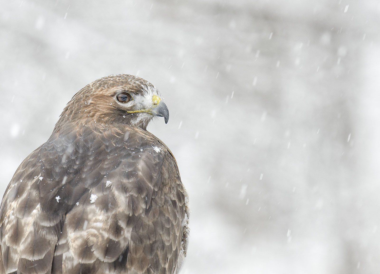 red tail hawk in winter.jpg