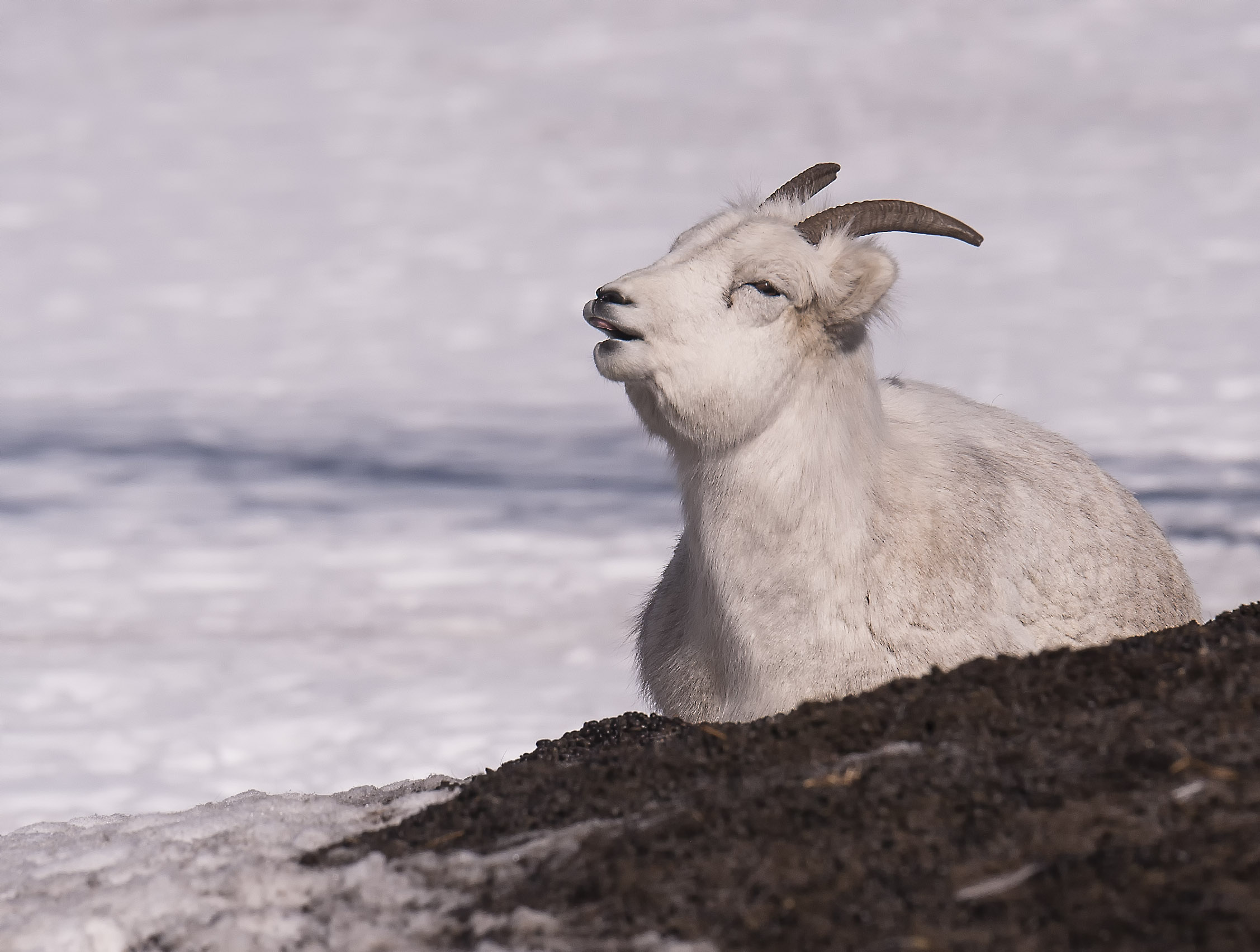 thinhorn sheep in yukon.jpg