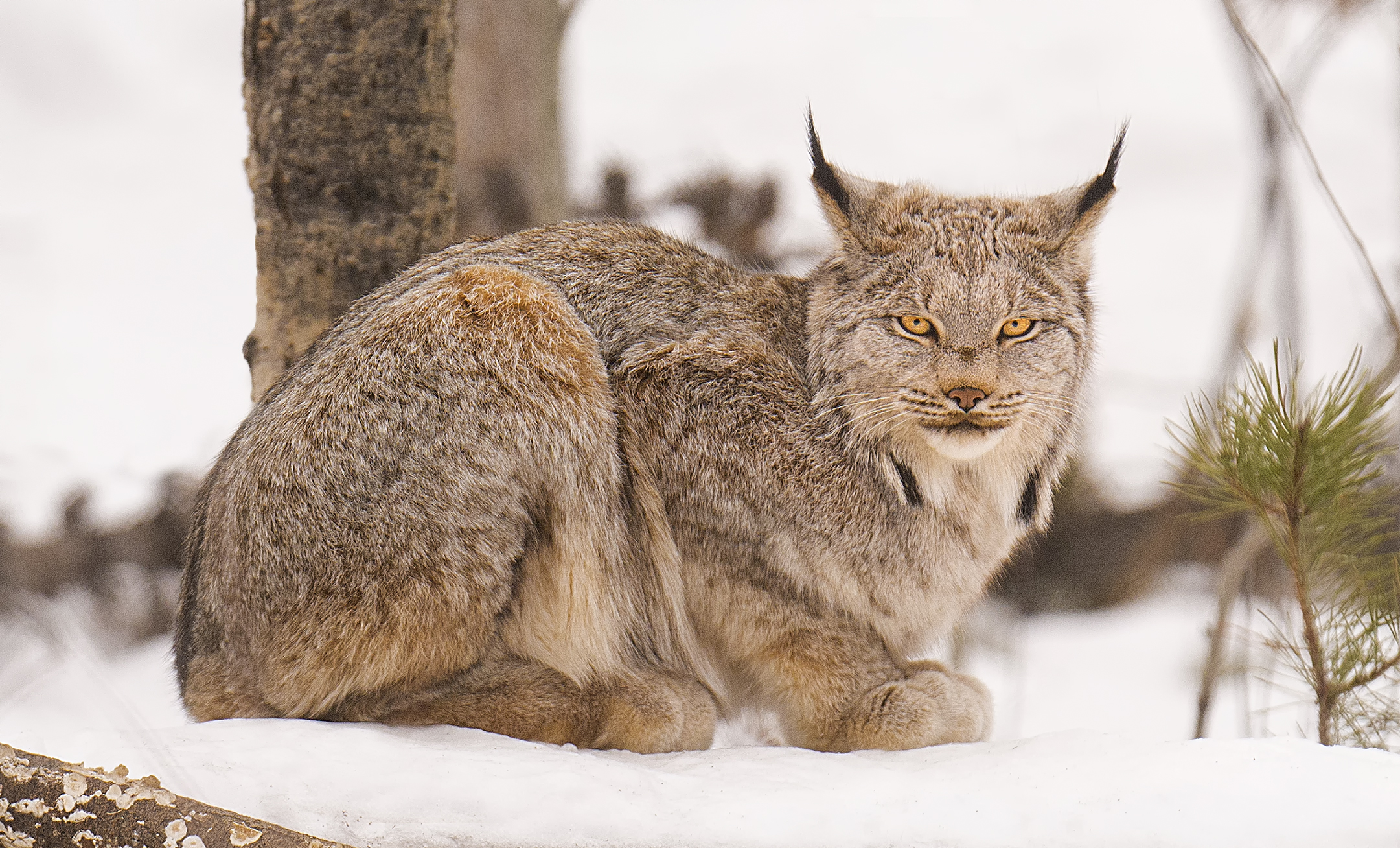 canadian lynx.jpg