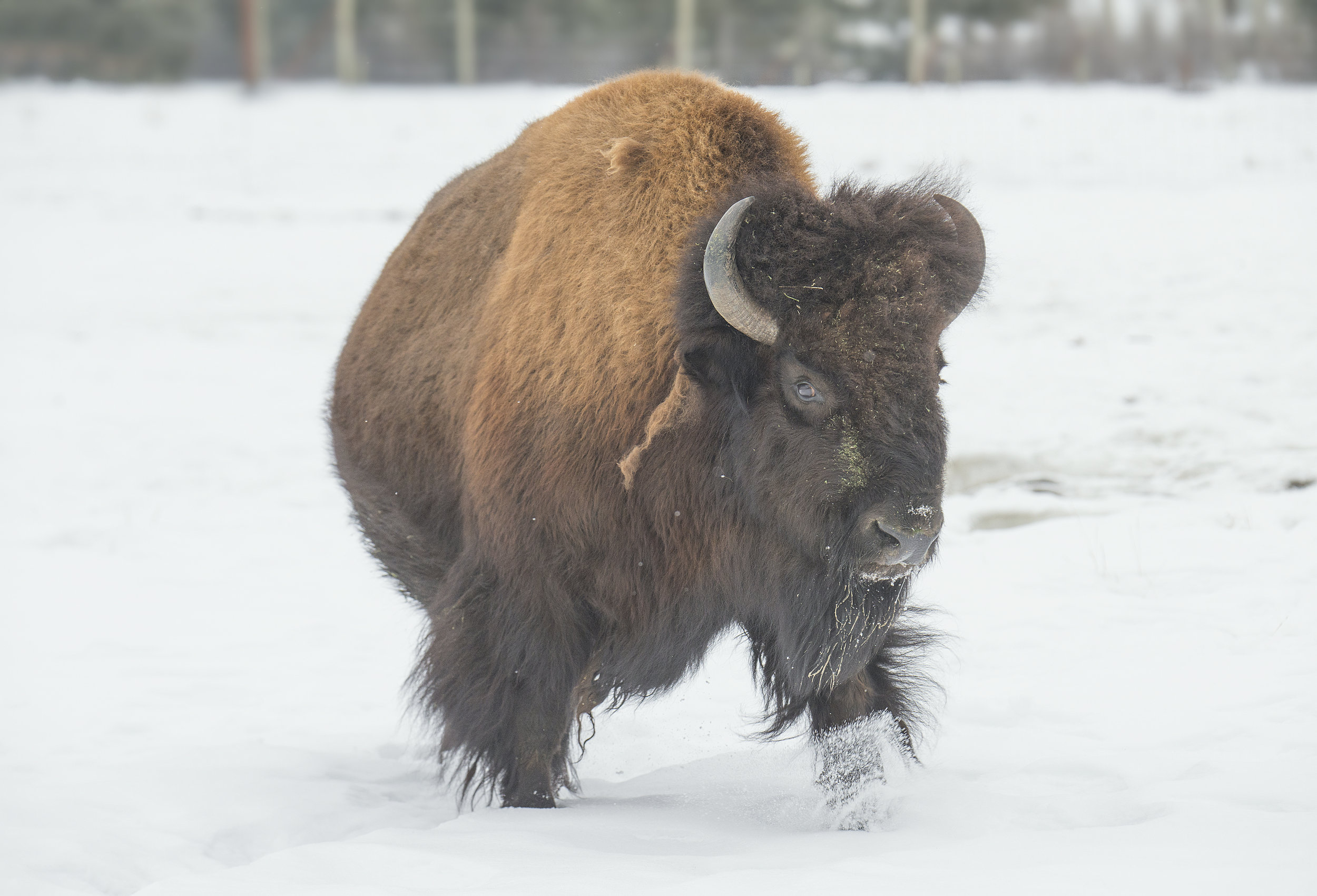 woodland bison.jpg