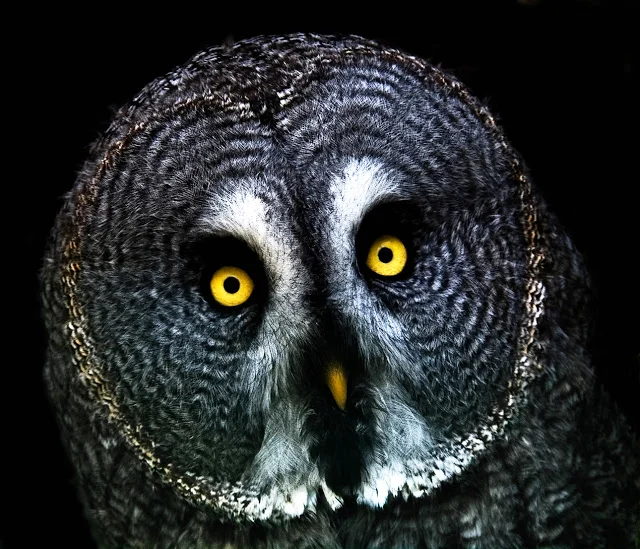 face of a great gray owl.jpg