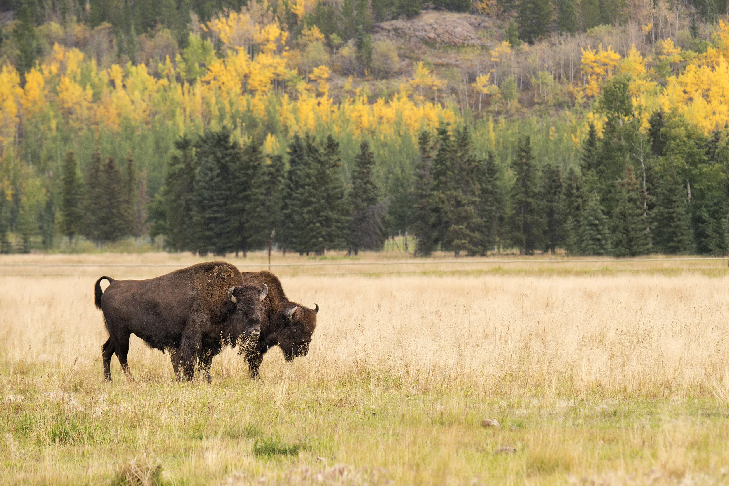 Should you place a person or animal into your landscape photos?