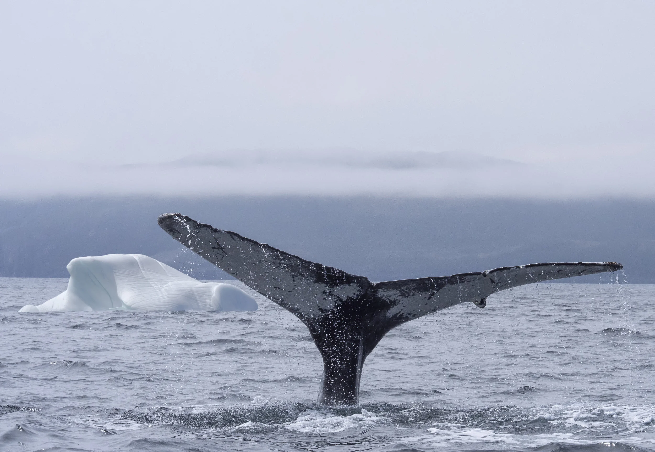 Spotlight on Canada - Todays spotlight is Iceberg Alley
