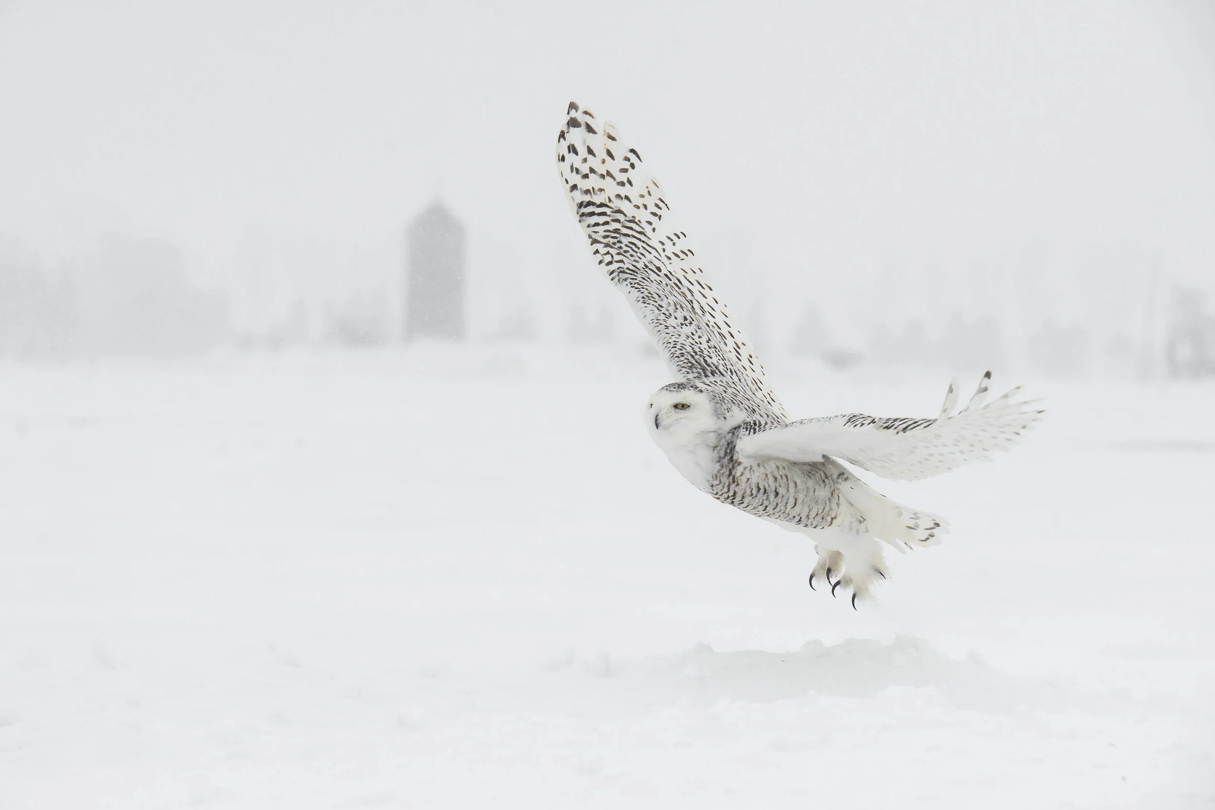 Winter Photography Tip