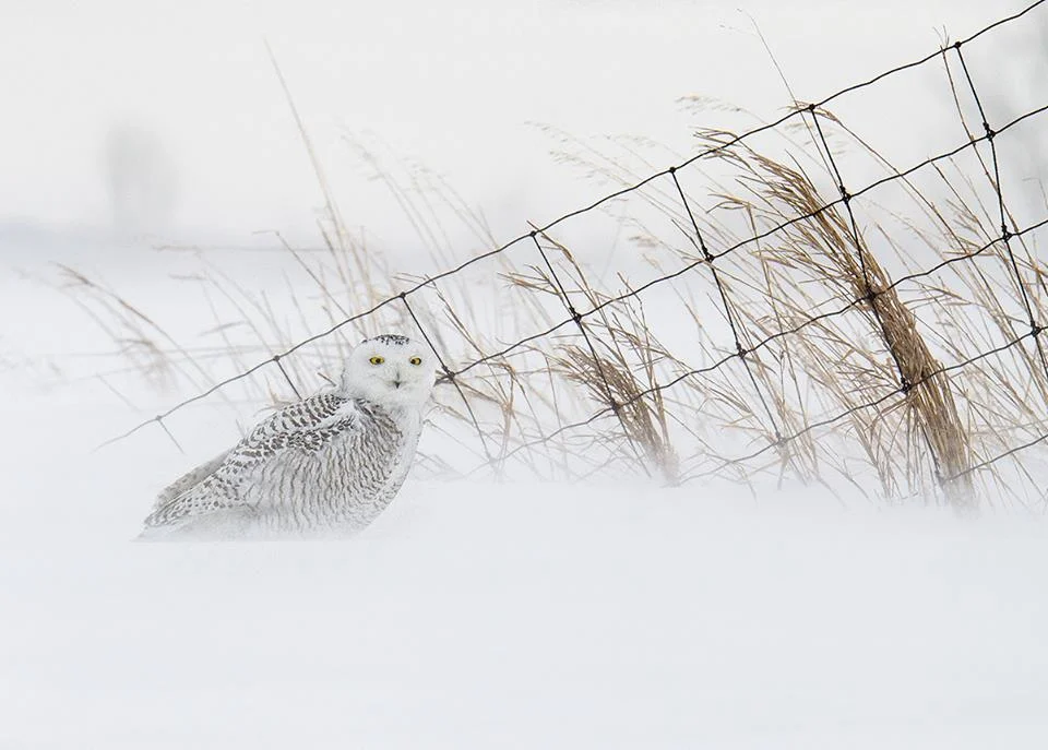 Winter Photography tip - how do you stop your lens from fogging up?