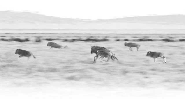 Serengeti National Park and the Great Migration