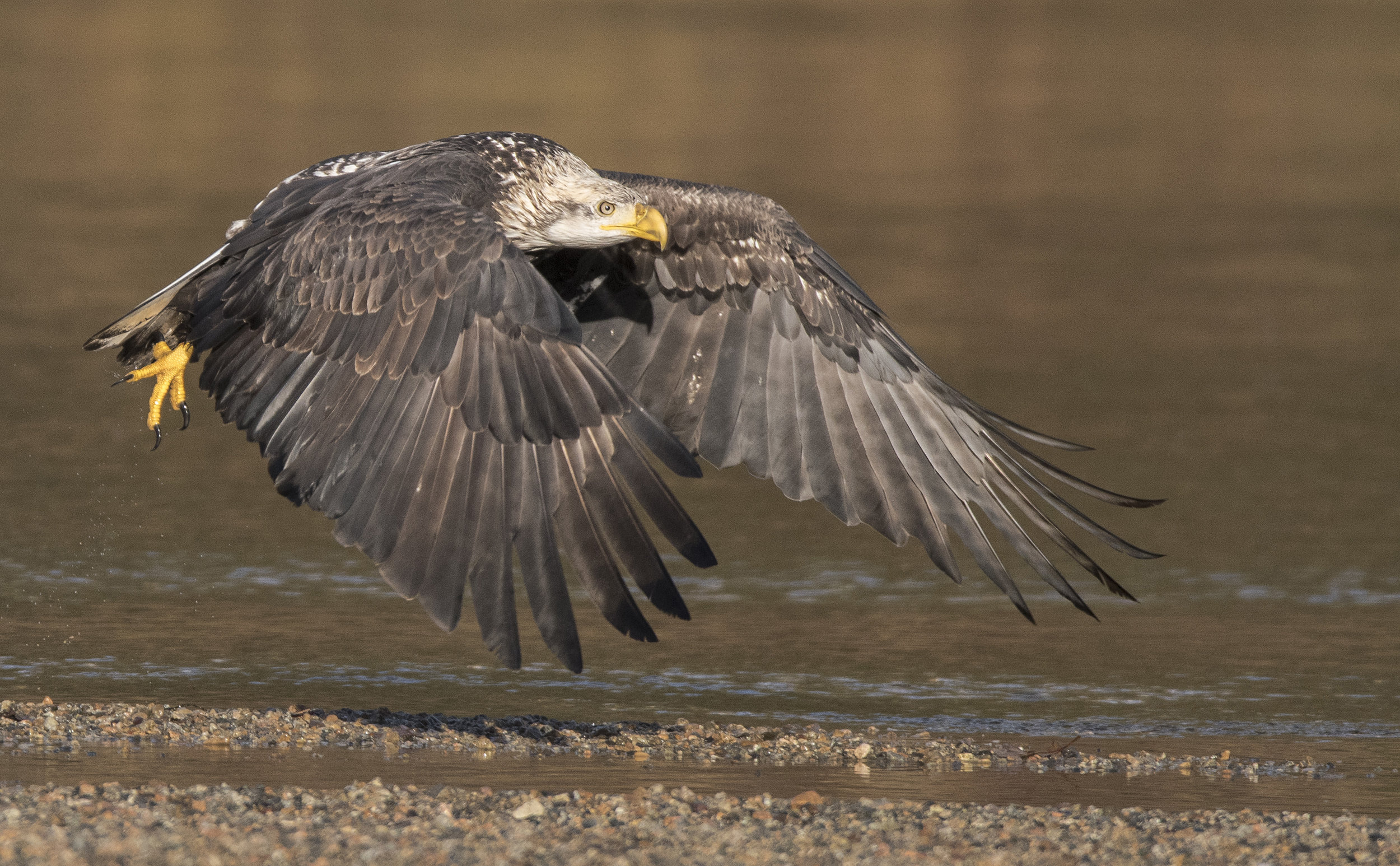 bald eagle in flight at Fraer valley eagle festival.jpg