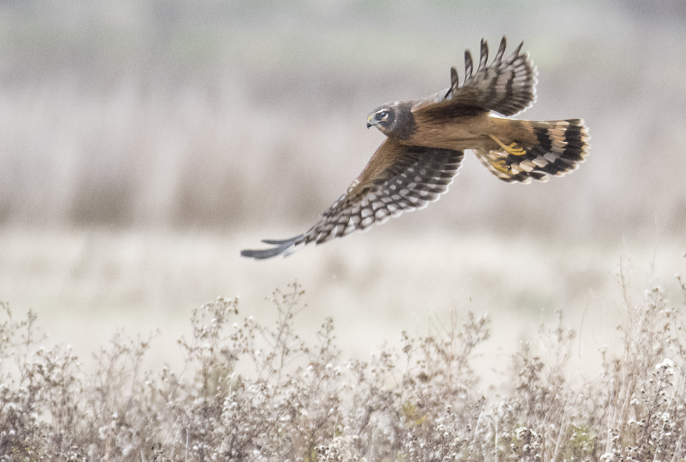 harrier hawk.jpg