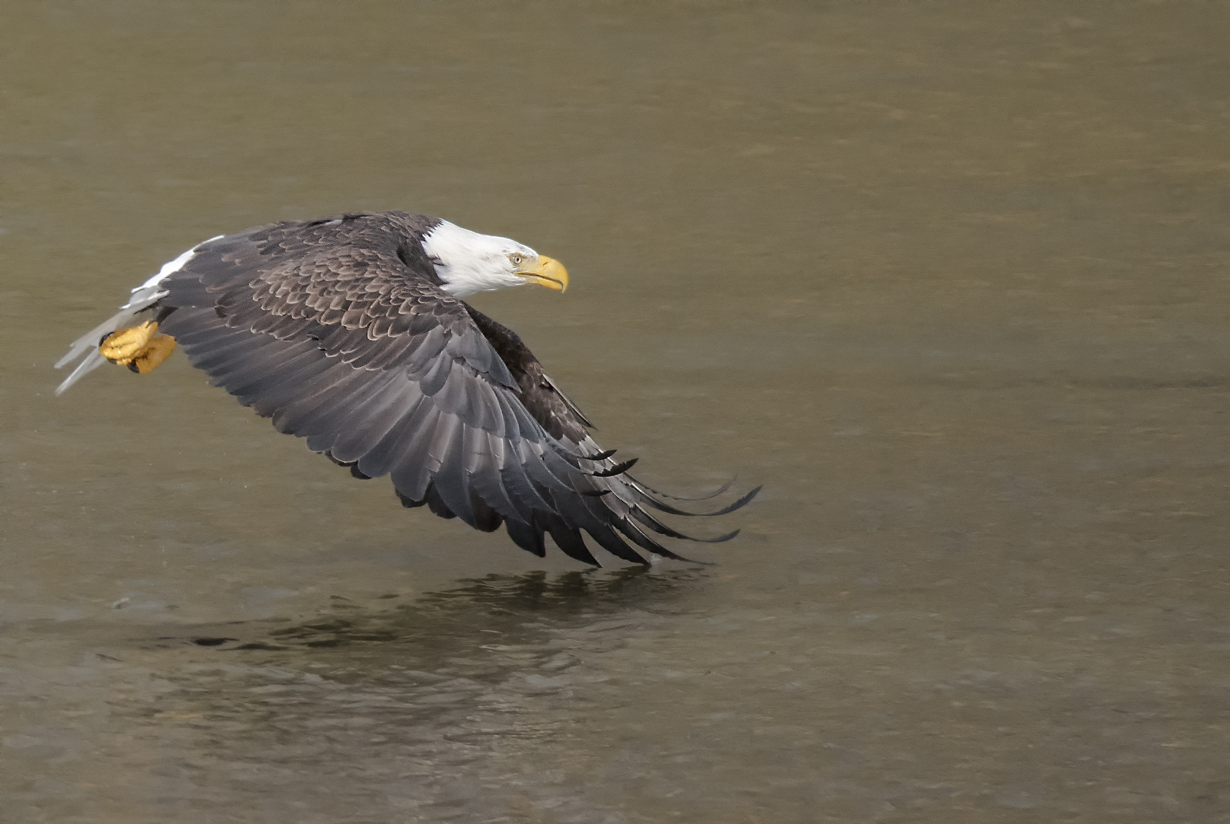 bald eagle on fraser river.jpg