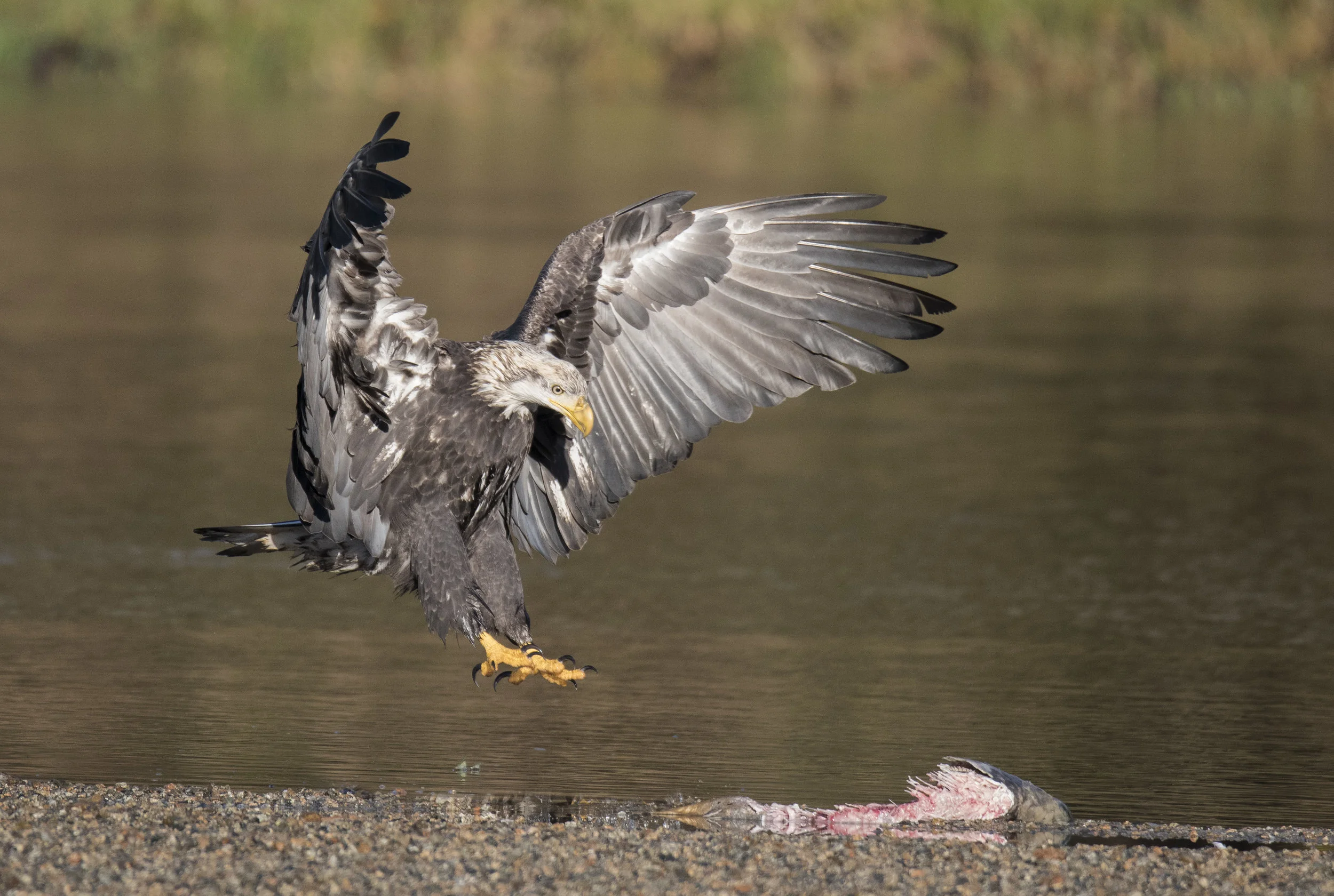 The Sigma 150-600mm Sport