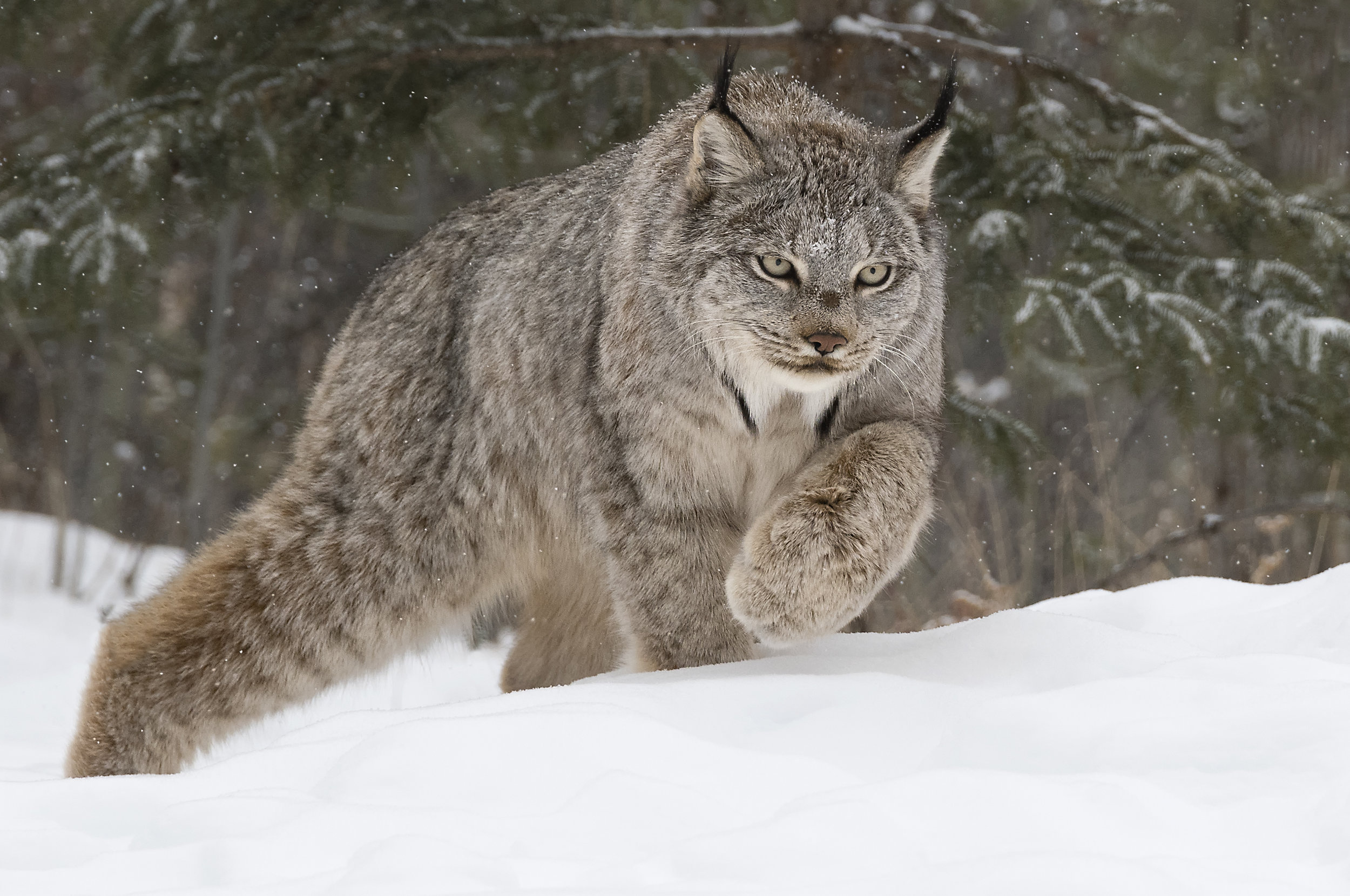 canada lynx in the forest.jpg