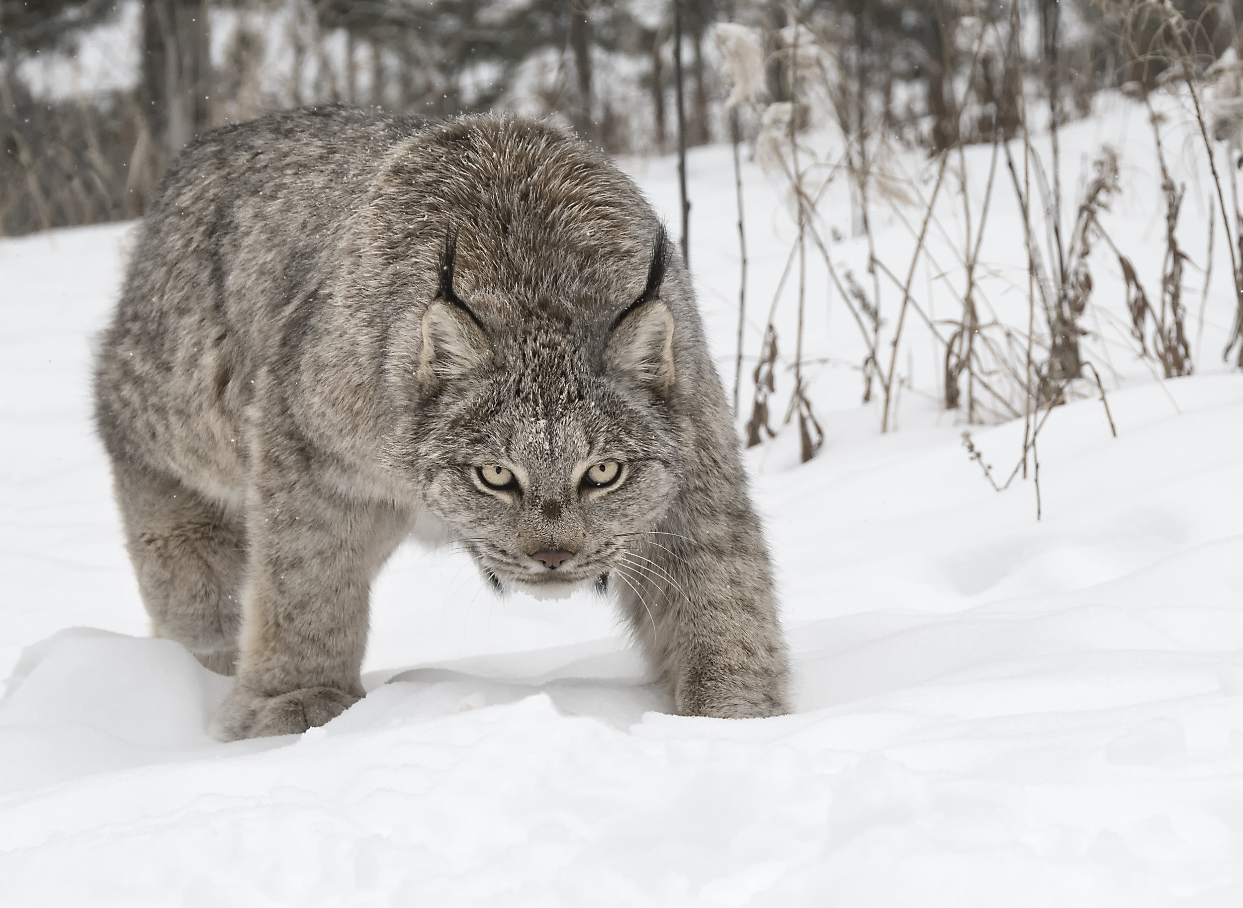 canada lynx_2.jpg