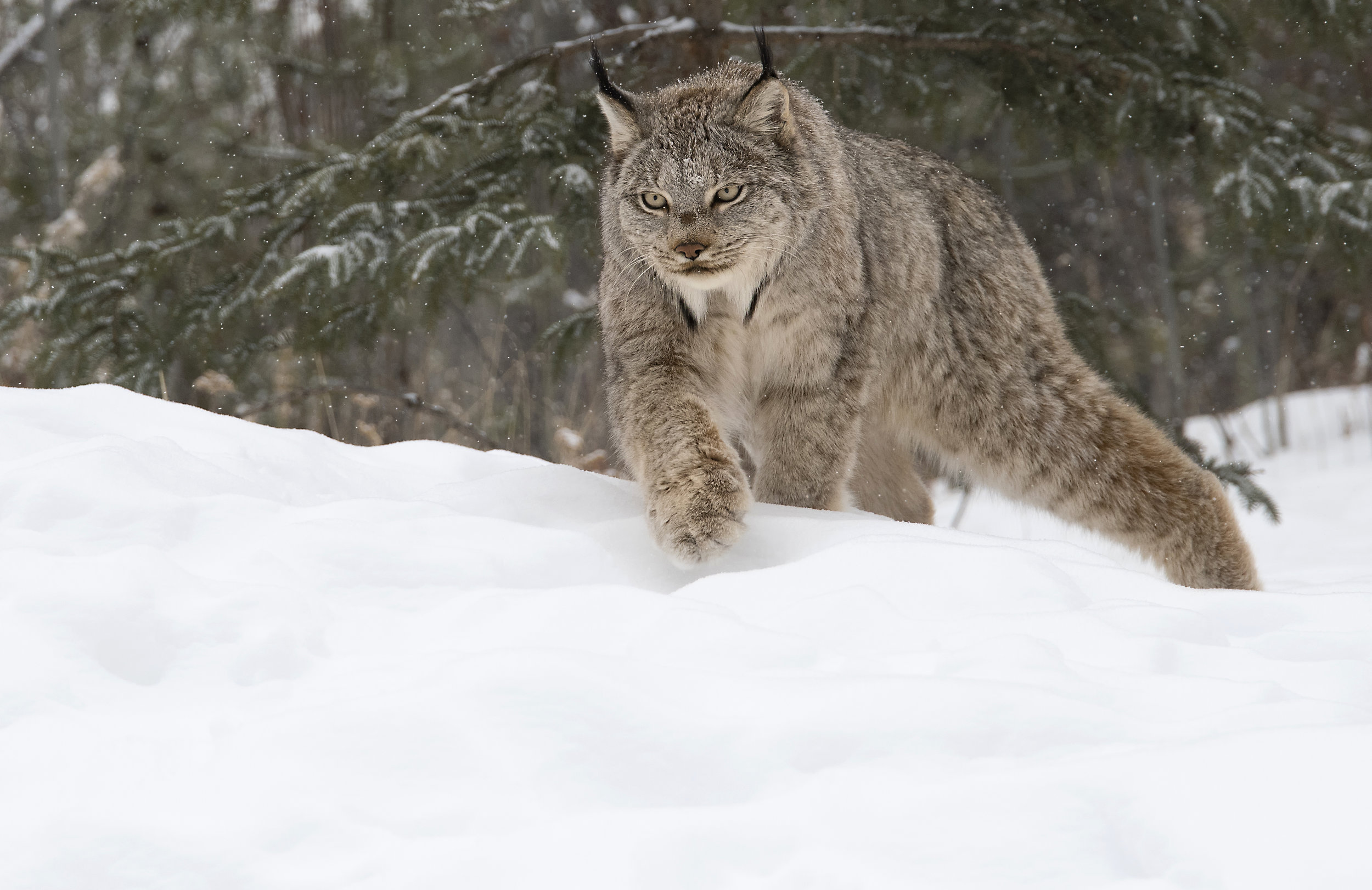 canada lynx.jpg