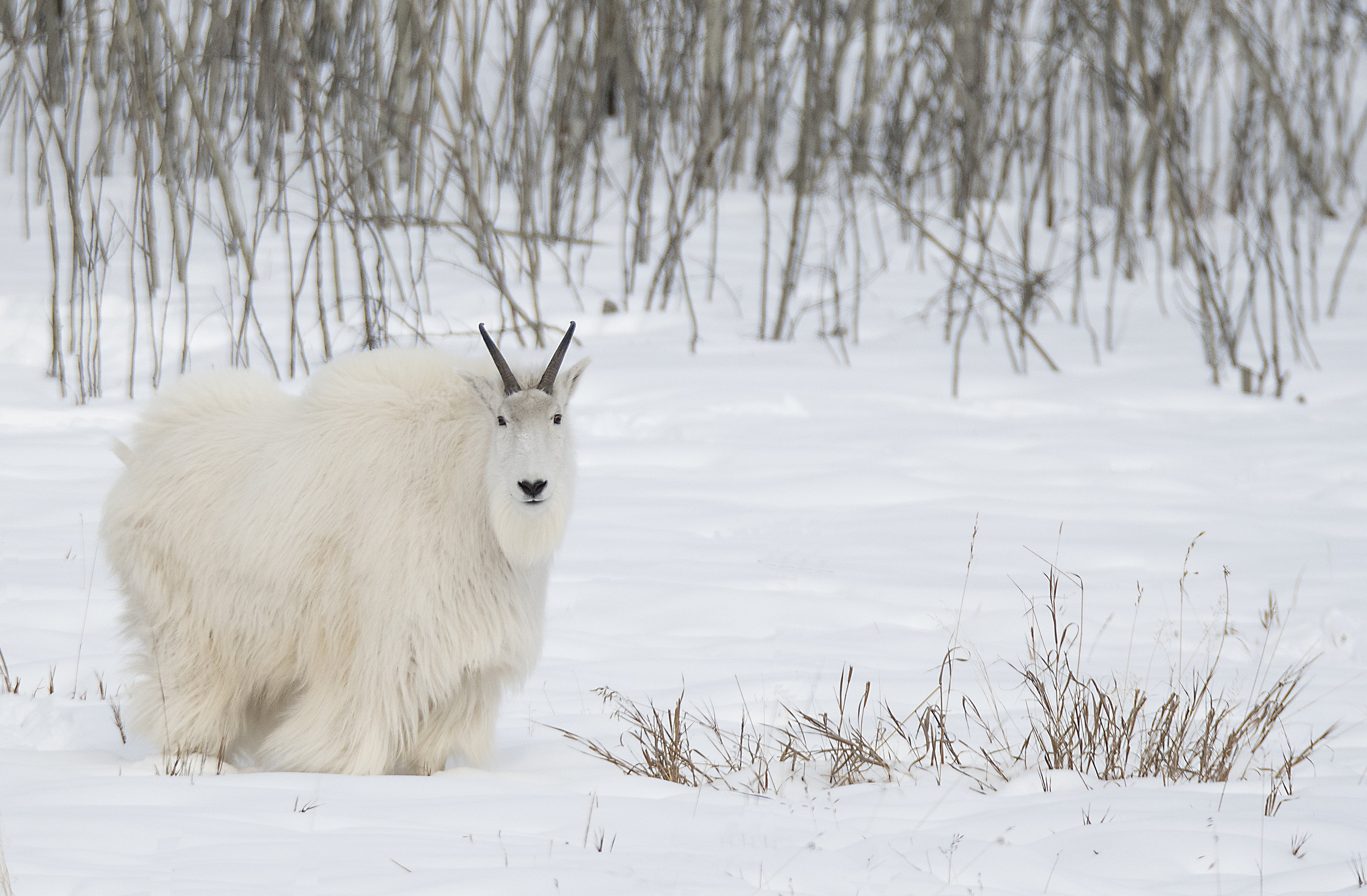 mountain goat.jpg