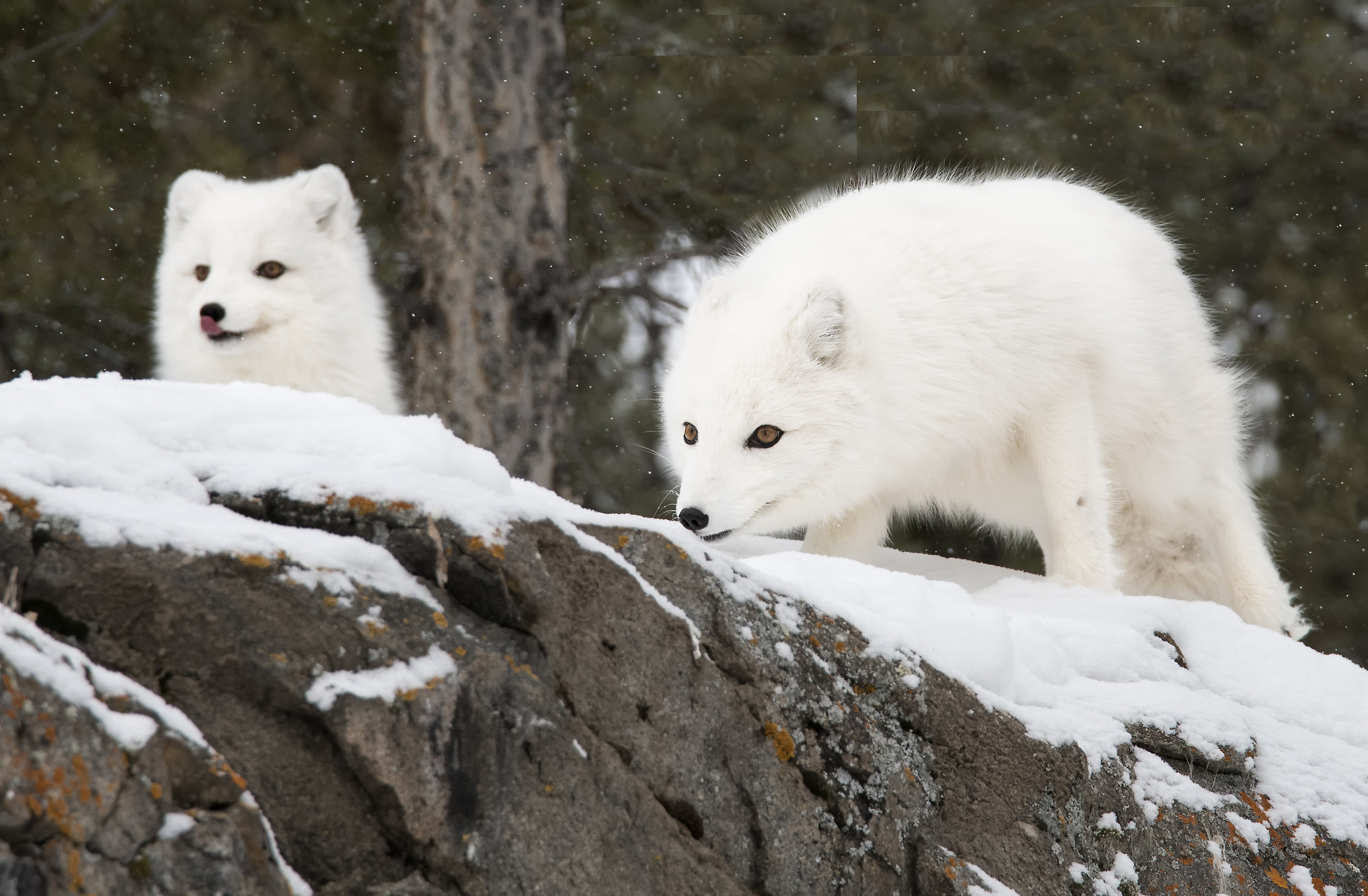 two arctic fox.jpg