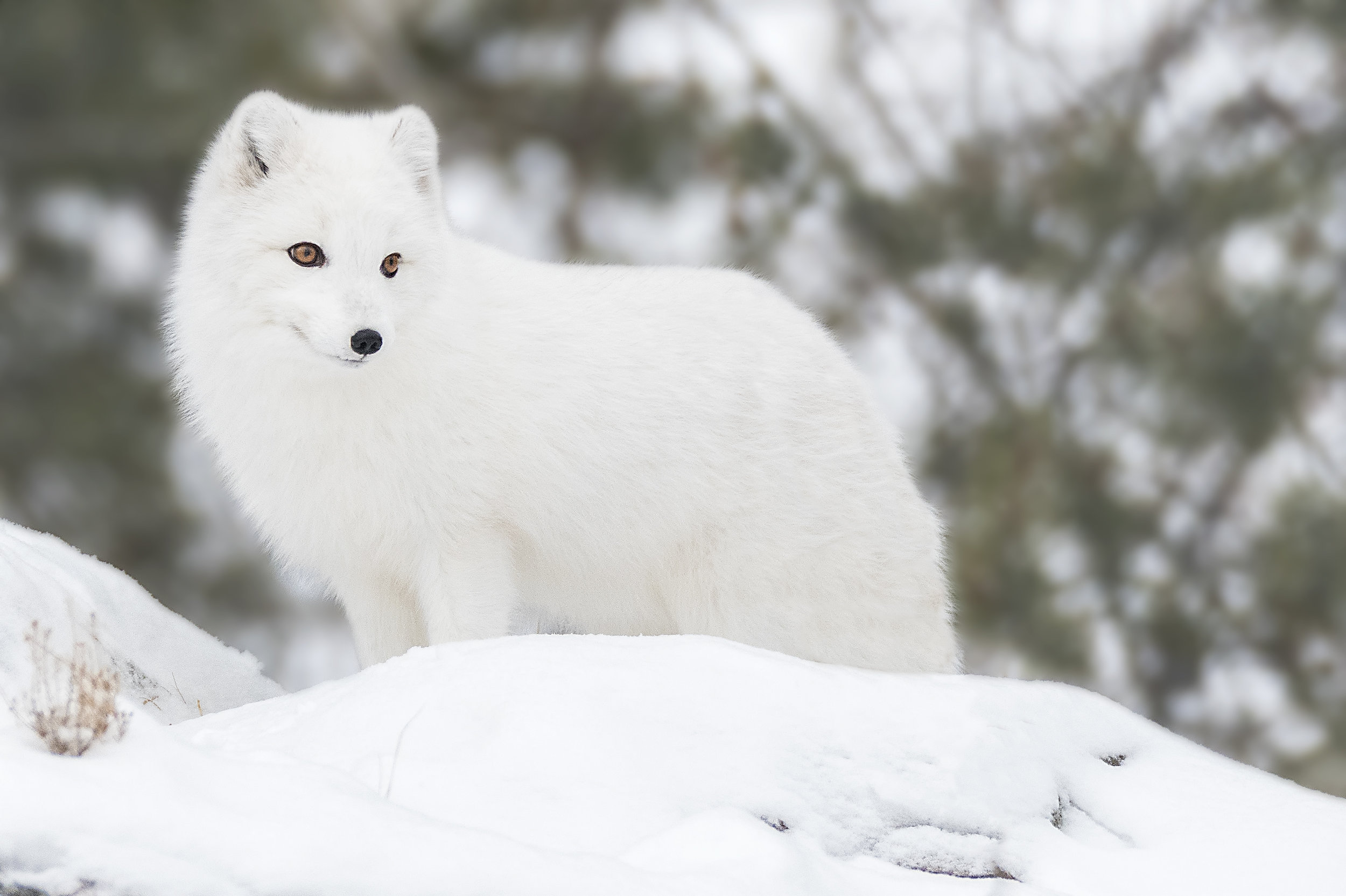 arctic fox.jpg