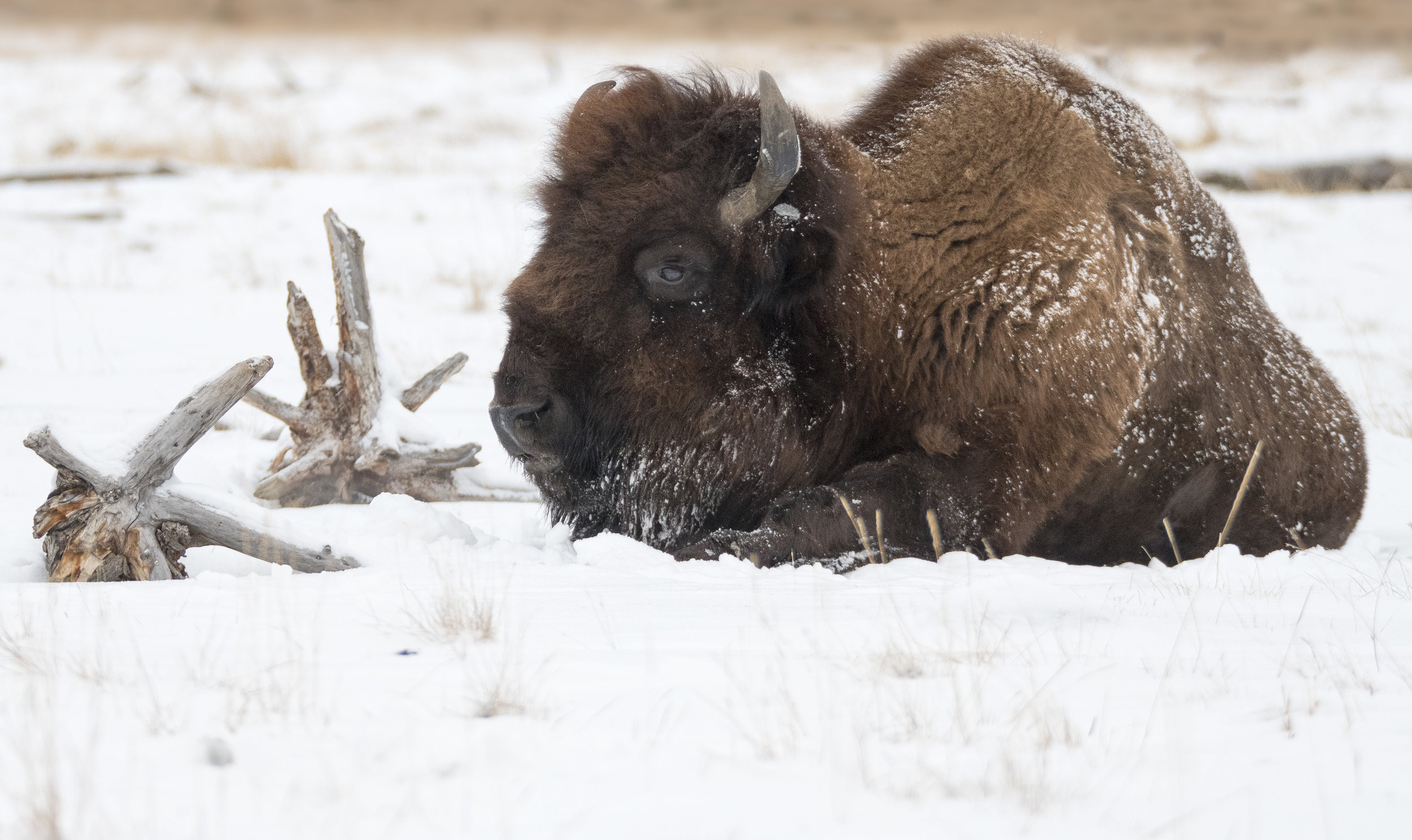 woodland bison.jpg