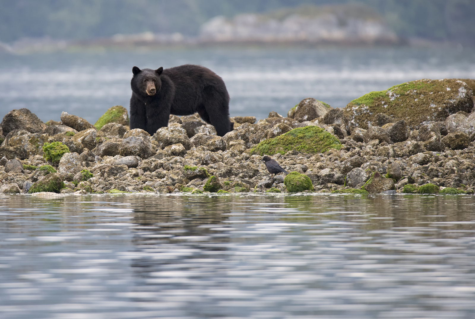 black bear wanders the shoreline in Tofino.jpg