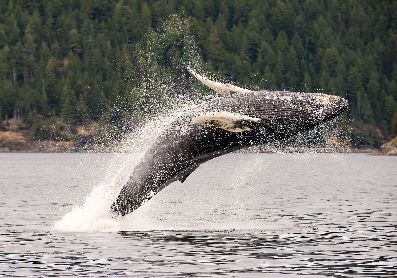 breaching humpback whale in the pacific for web.jpg