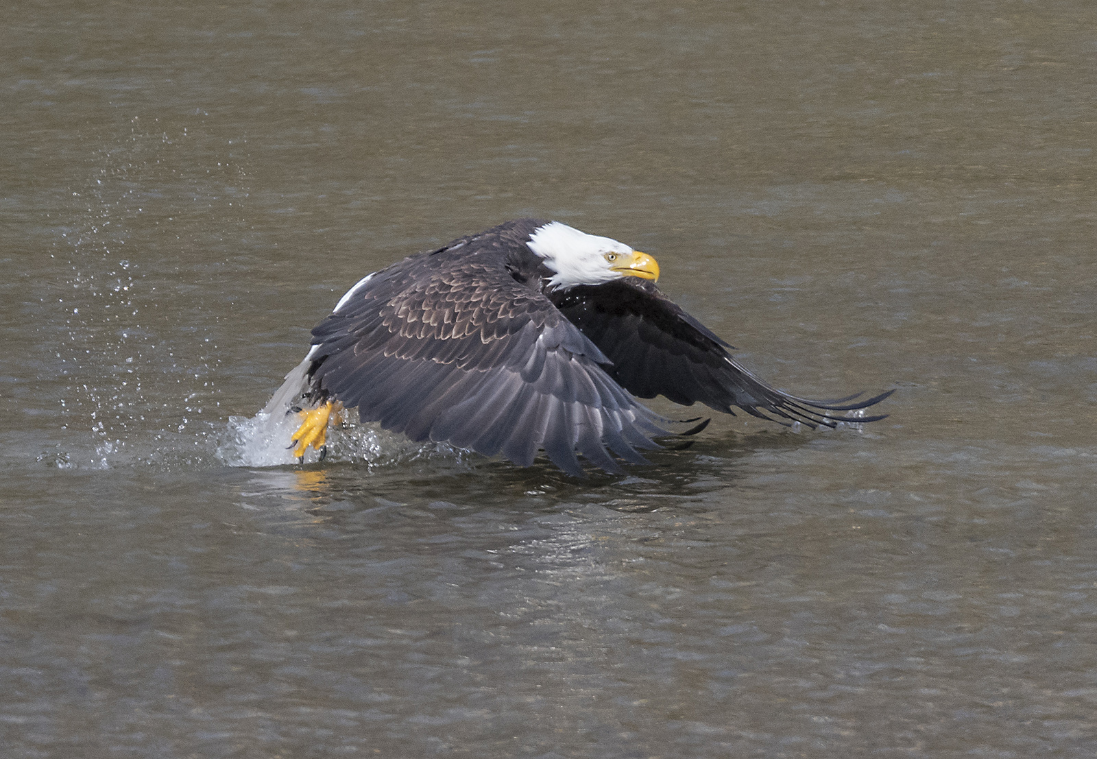 eagle taking flight from water.jpg