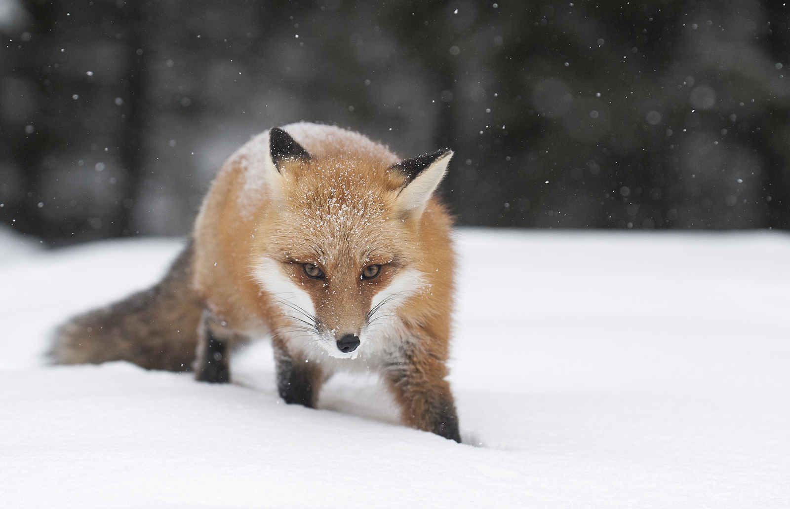 fox in the winter.jpg