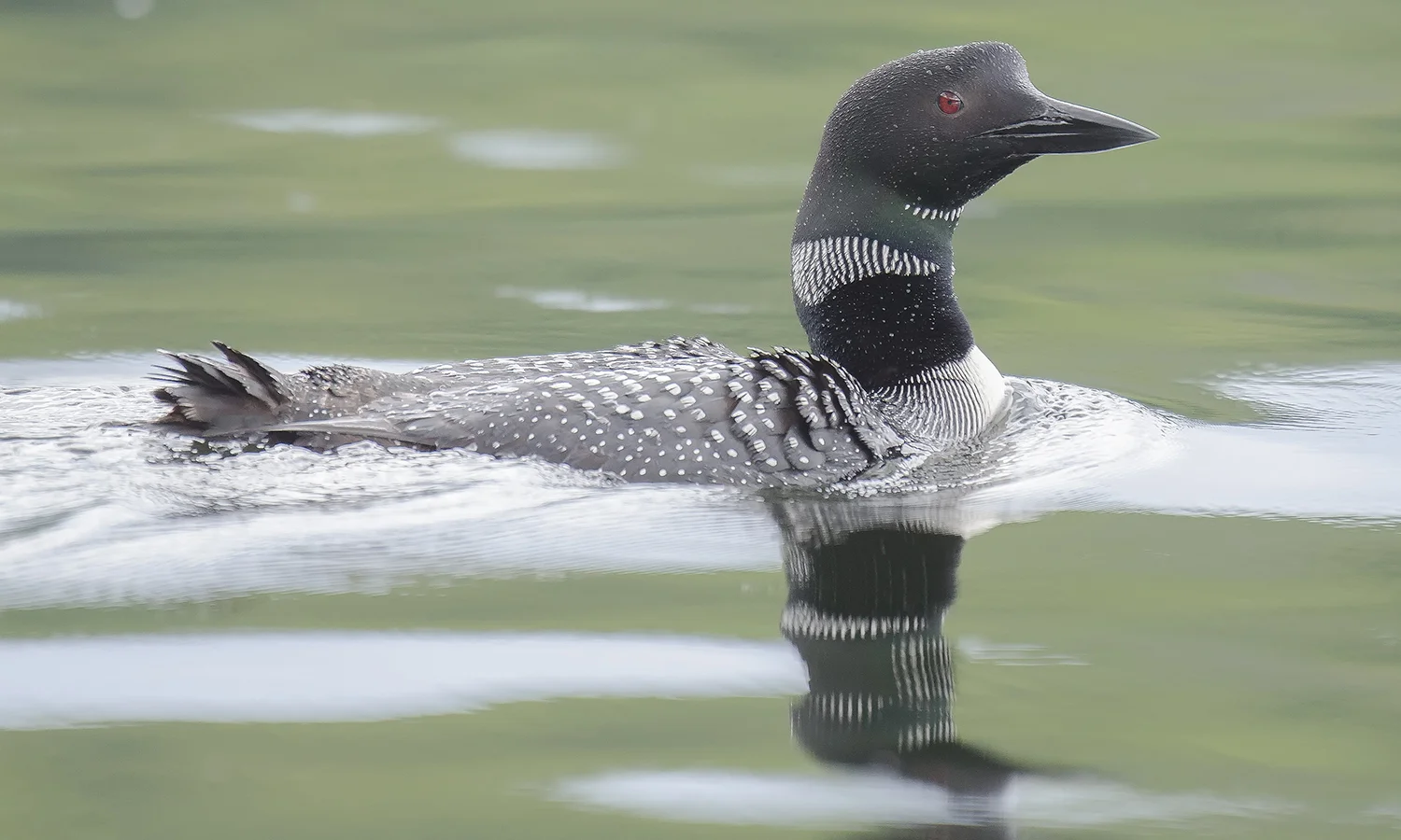 swimming loon_sigma.jpg