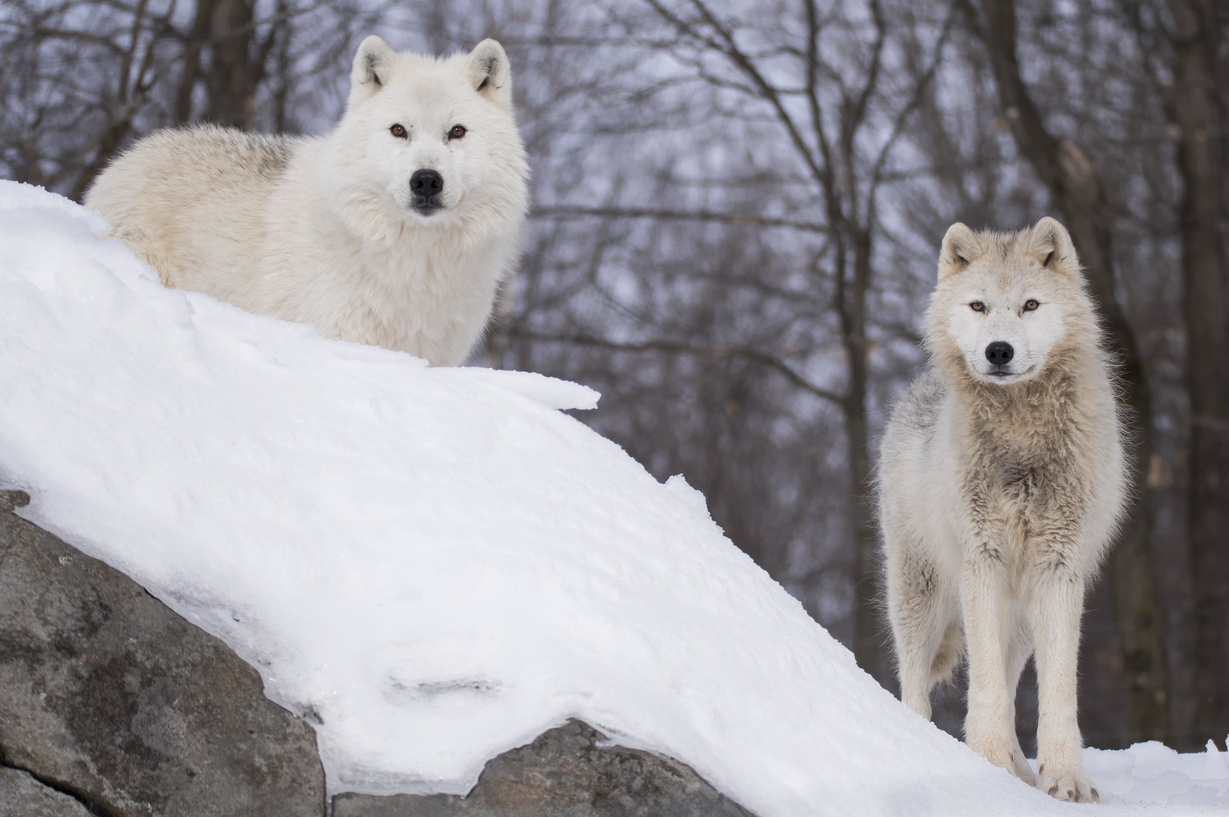 arctic wolves.jpg