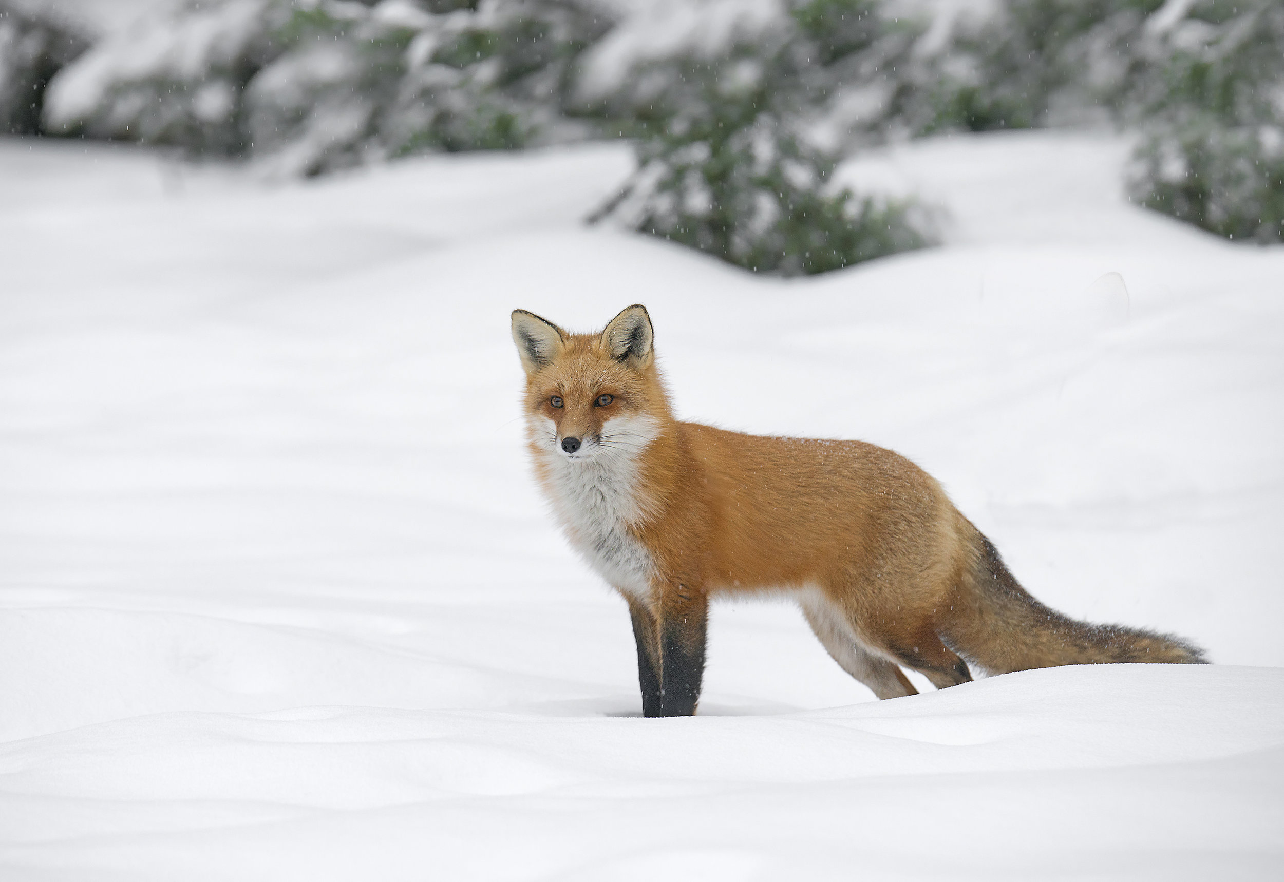 algonquin fox in winter_web.jpg