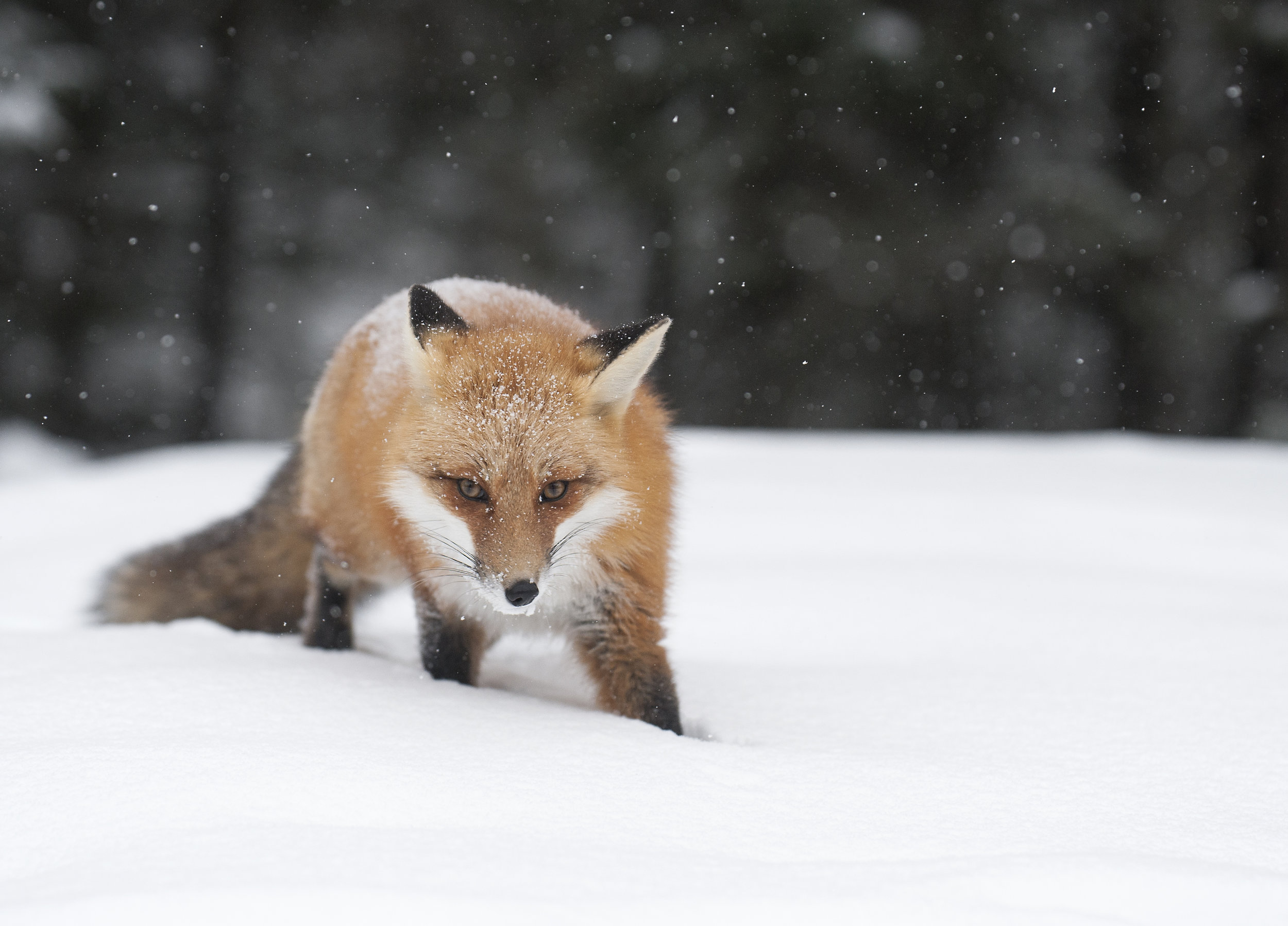 fox in the winter - Copy.jpg