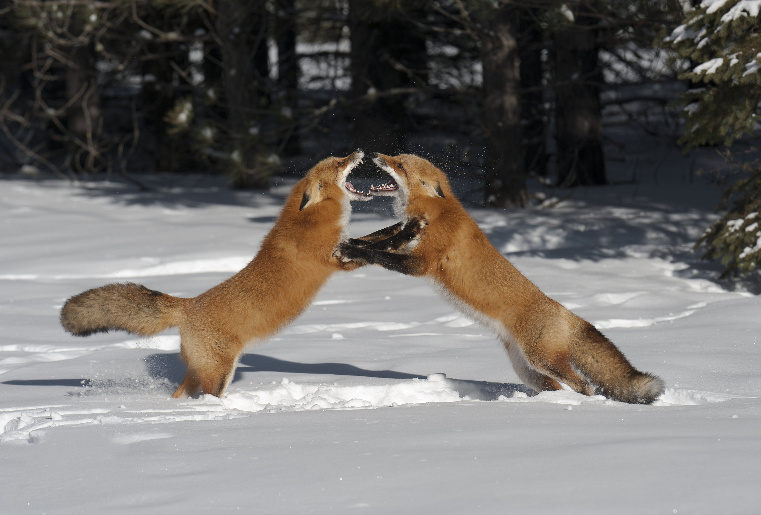 fox fight 2 - Copy.jpg