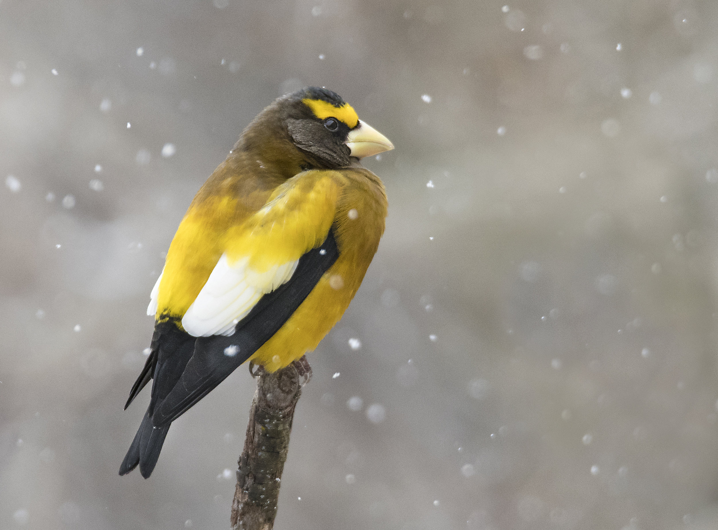 Evening Grosbeak.jpg