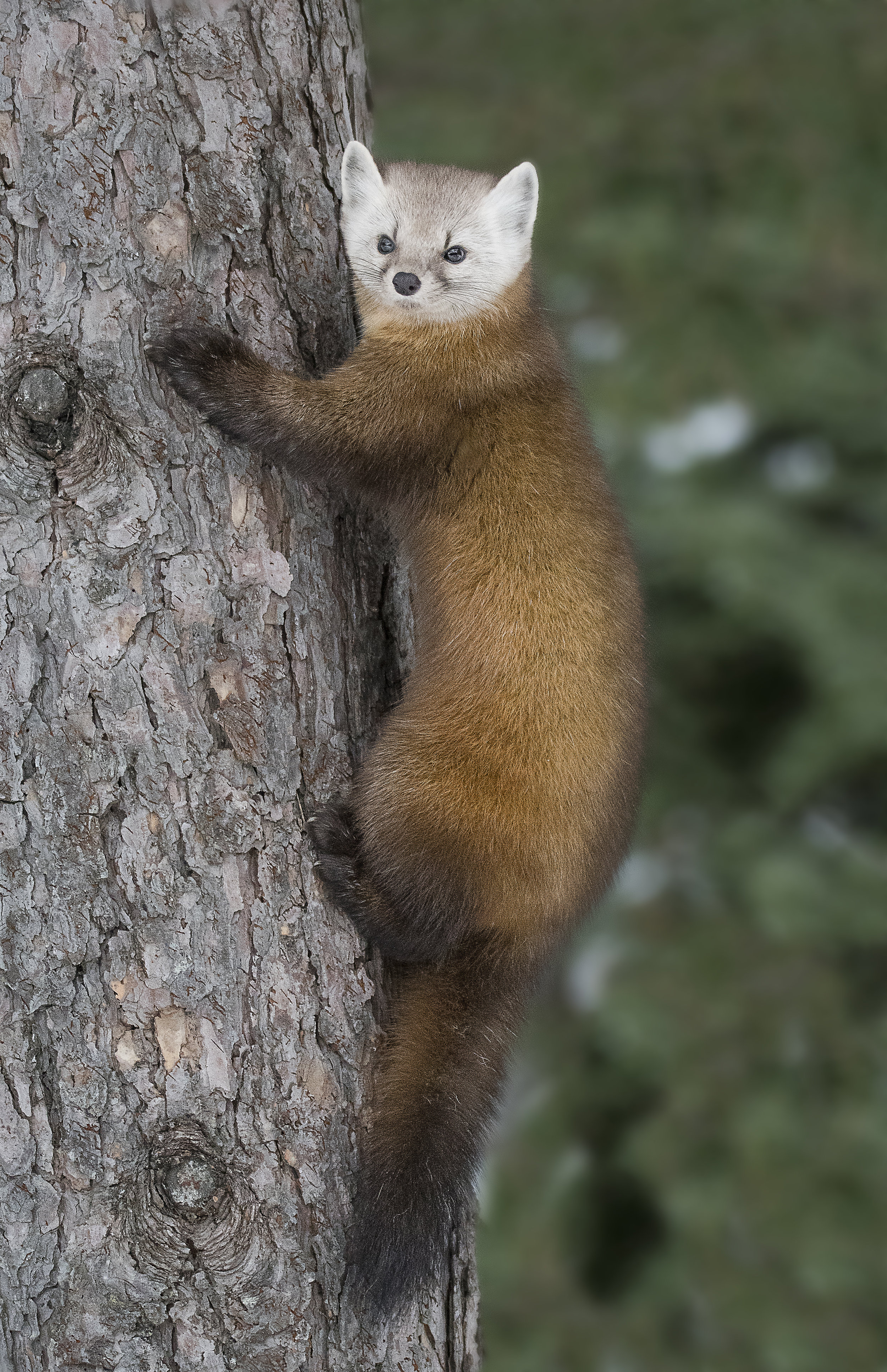 pine marten vertical.jpg