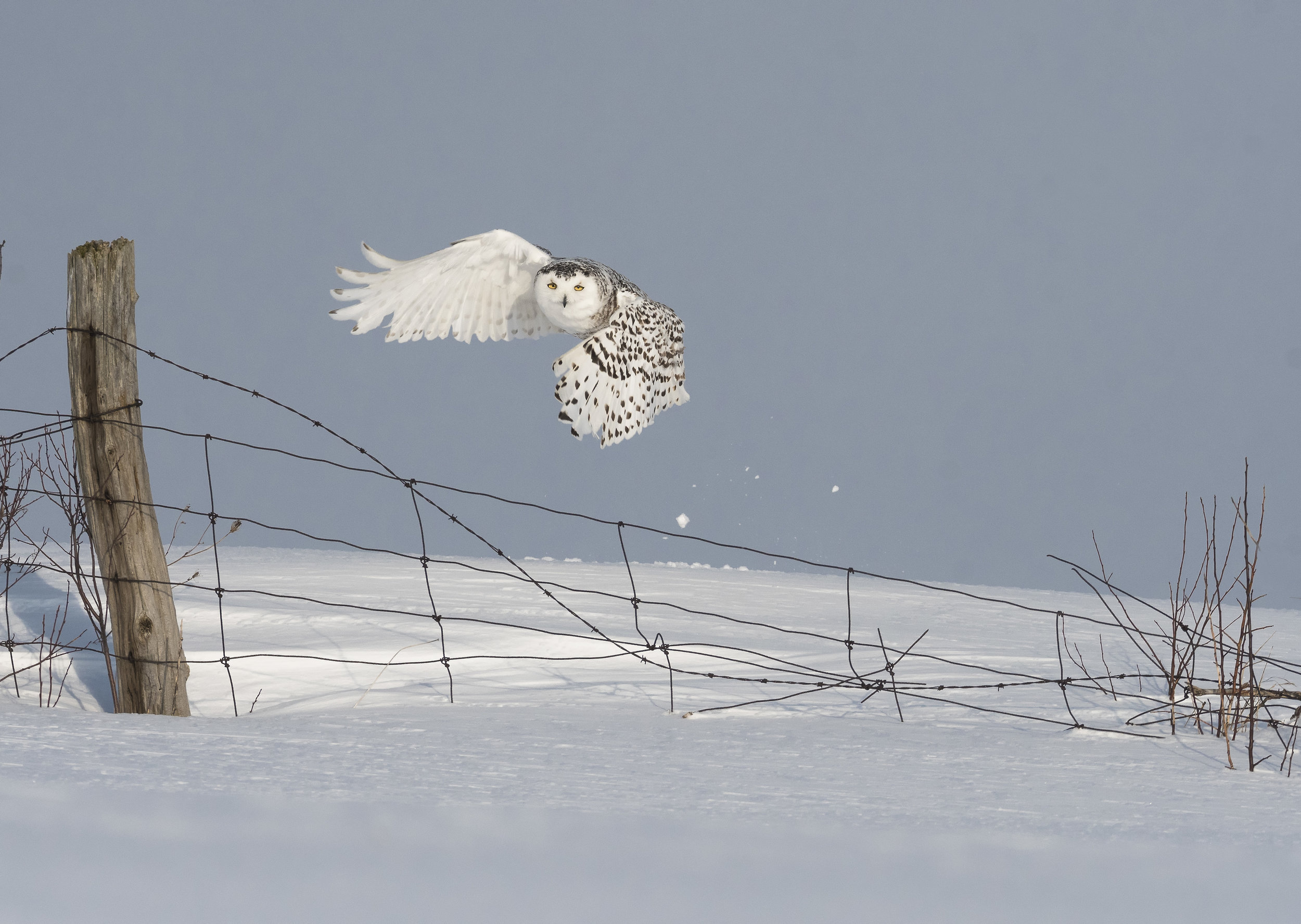 snowy owl launching from fenceline.jpg