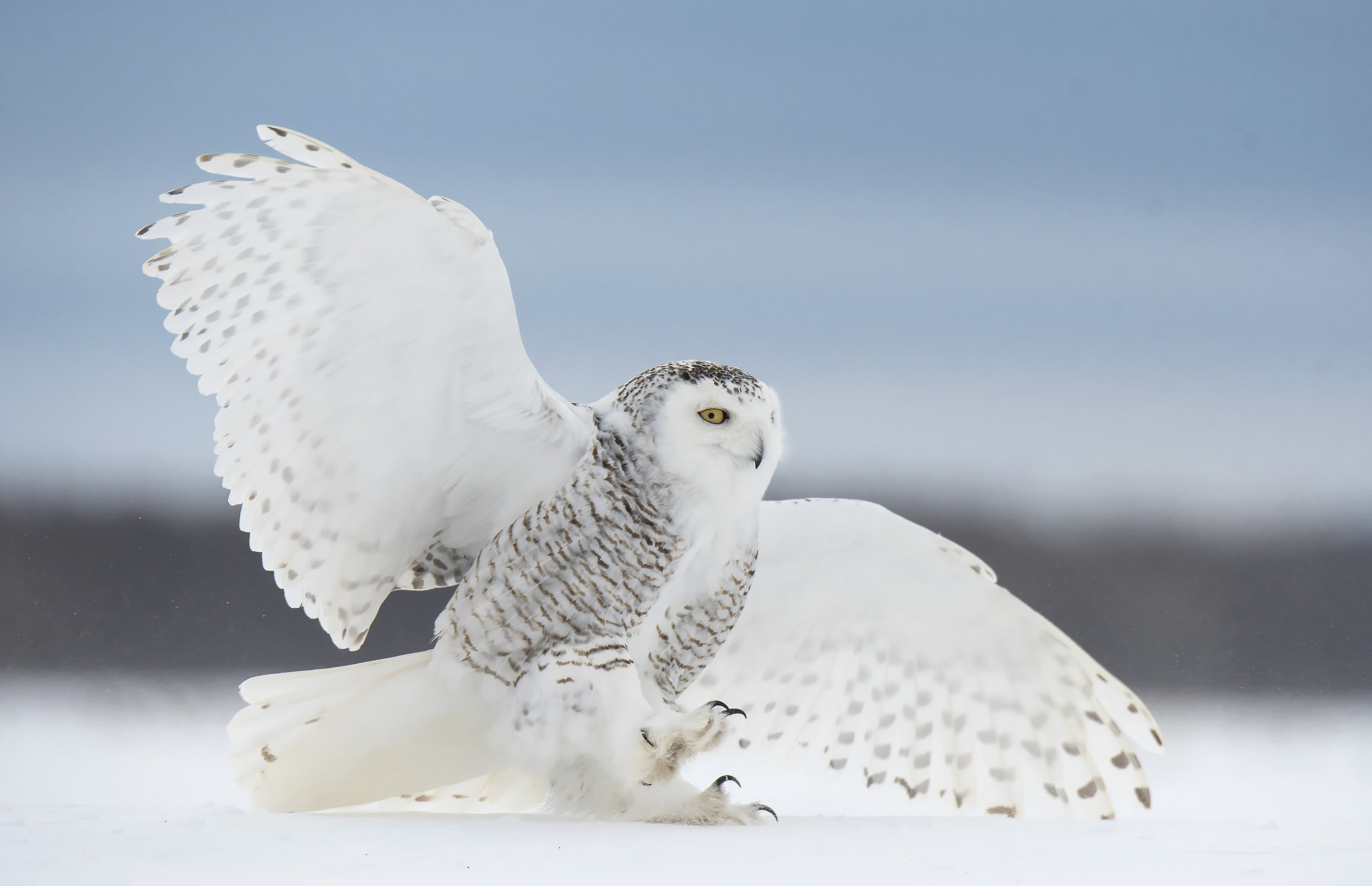 snowy owl landing 2.jpg
