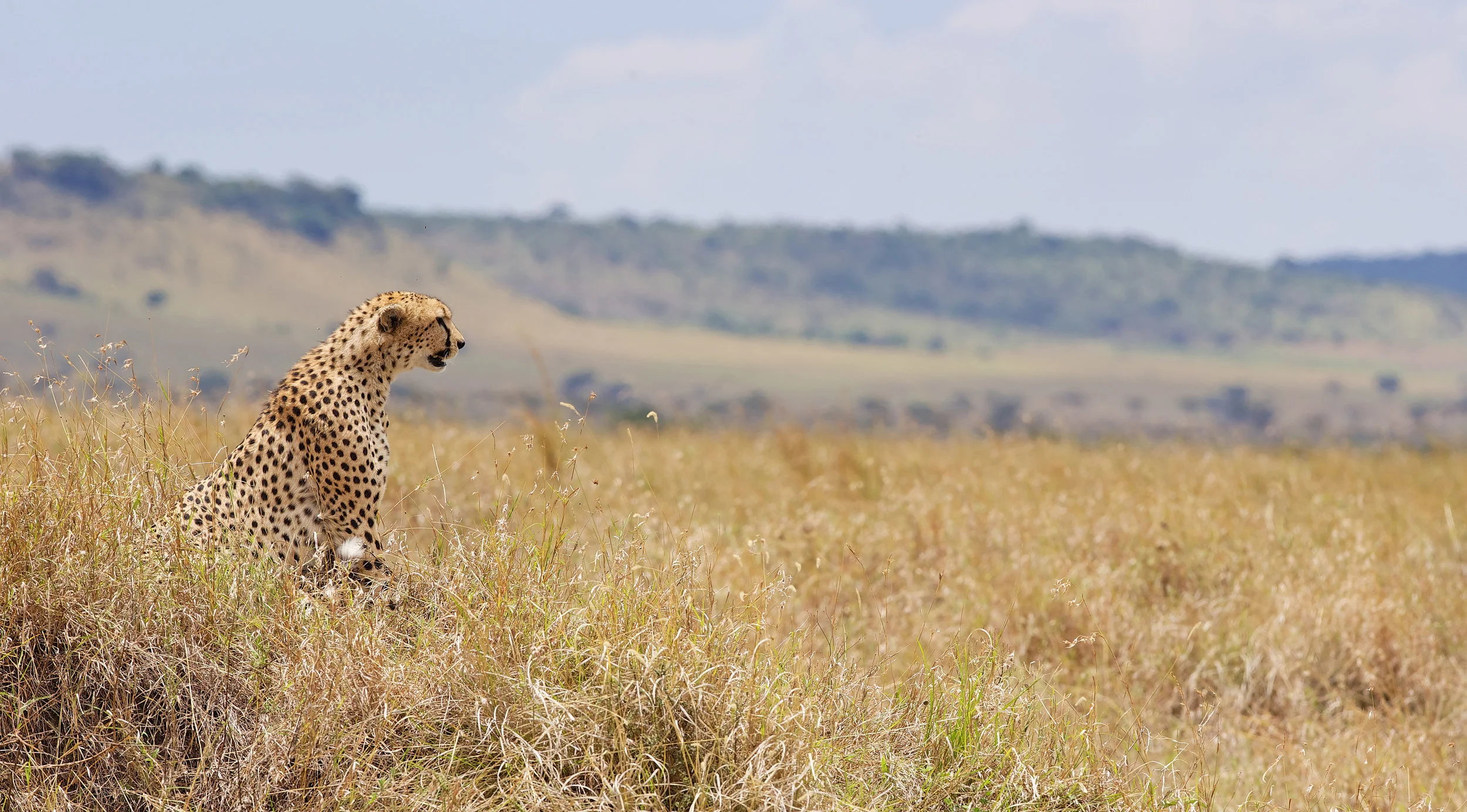 The Great Safari Dilemma: Chase the Checklist or Wait for the Moment?