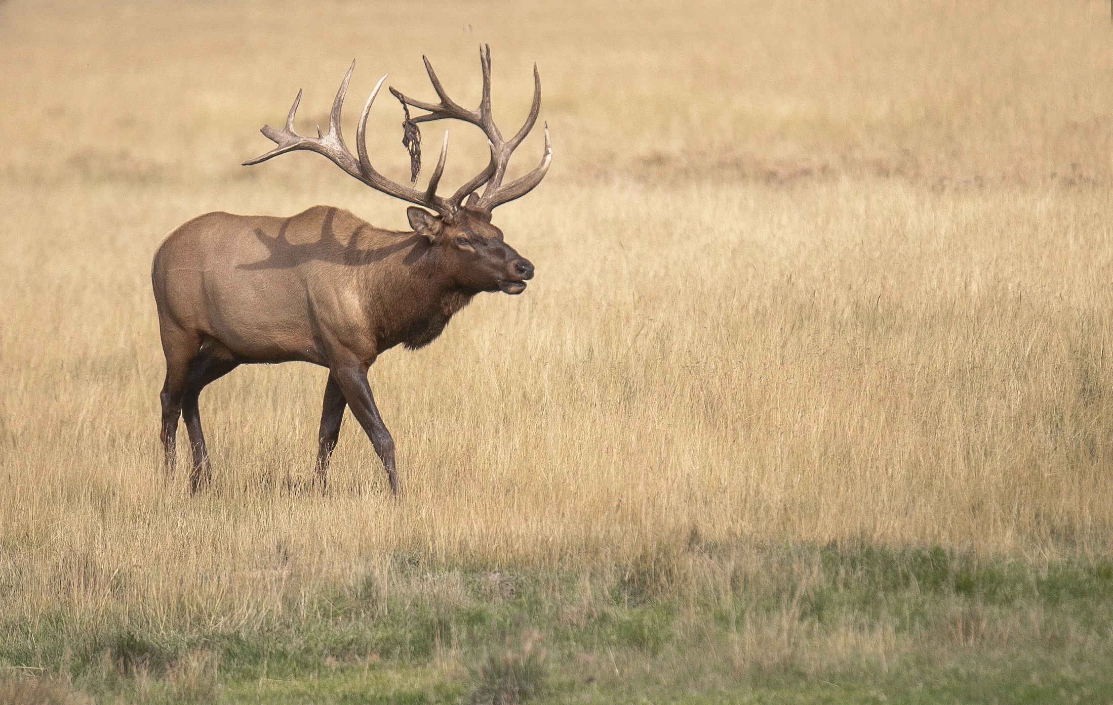 Canadian Wildlife Spotlight - The Elk
