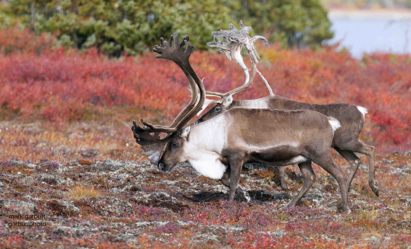 Animals that migrate in canada