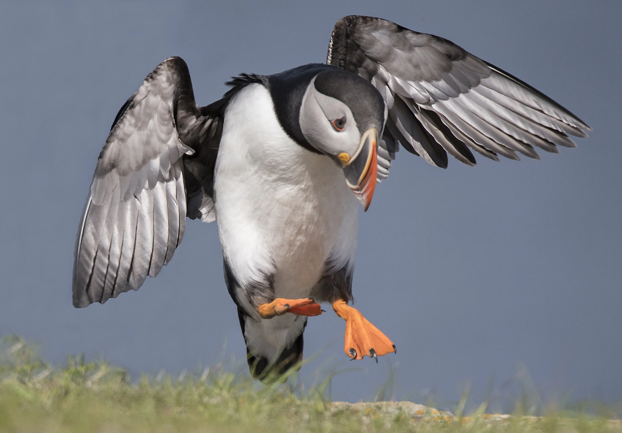 puffin+landing.jpg
