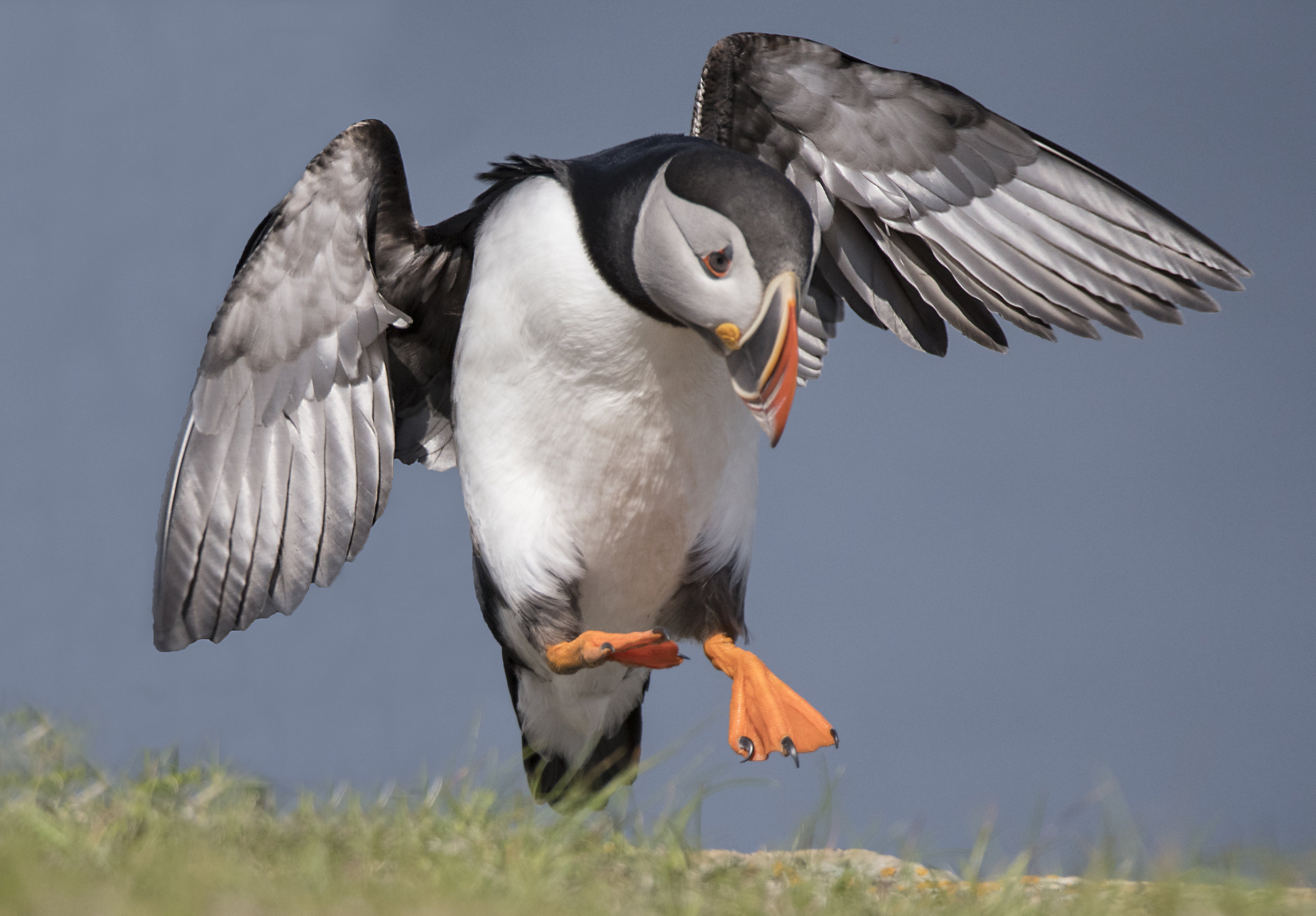 puffin+landing.jpg
